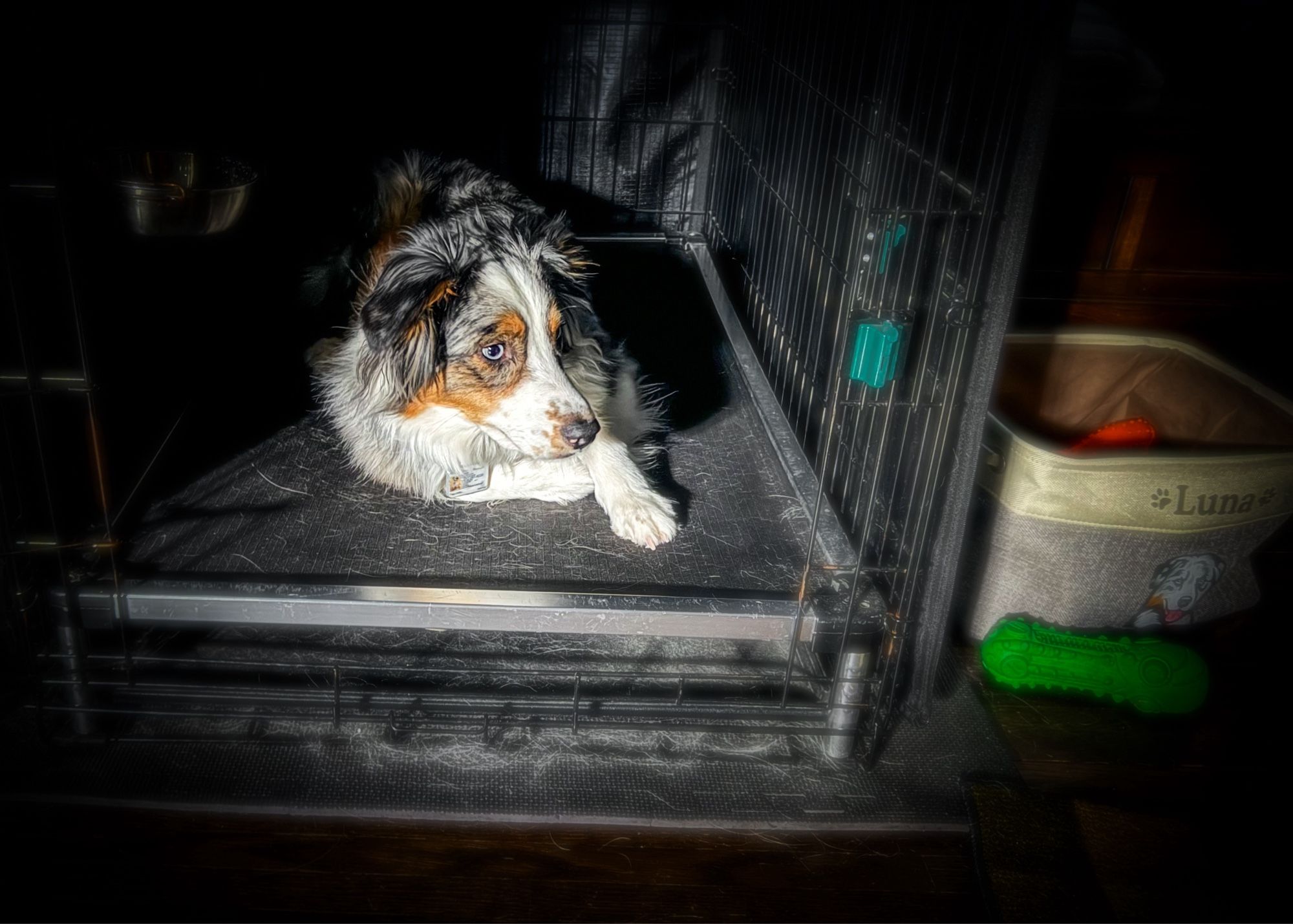 Blue Merle Australian Shepherd lying in a crate on a black elevated bed. Next to the crate is a toy basket that says Luna and has an image of an Australian Shepherd on it. In front of that lying on the floor is a rubber green alien toy.