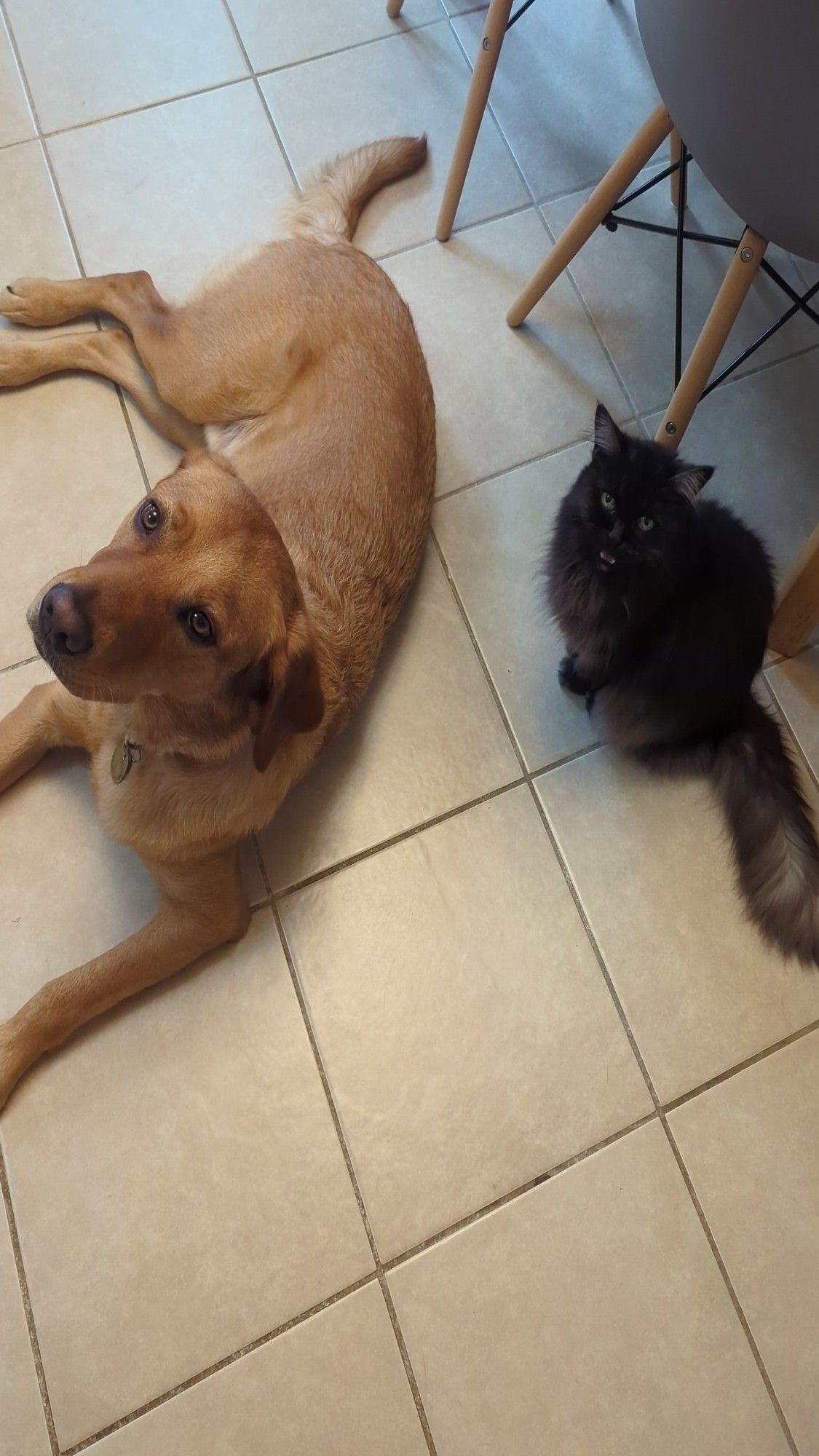 Atlas laying on the floor next to his feline sister Suzie the cat.