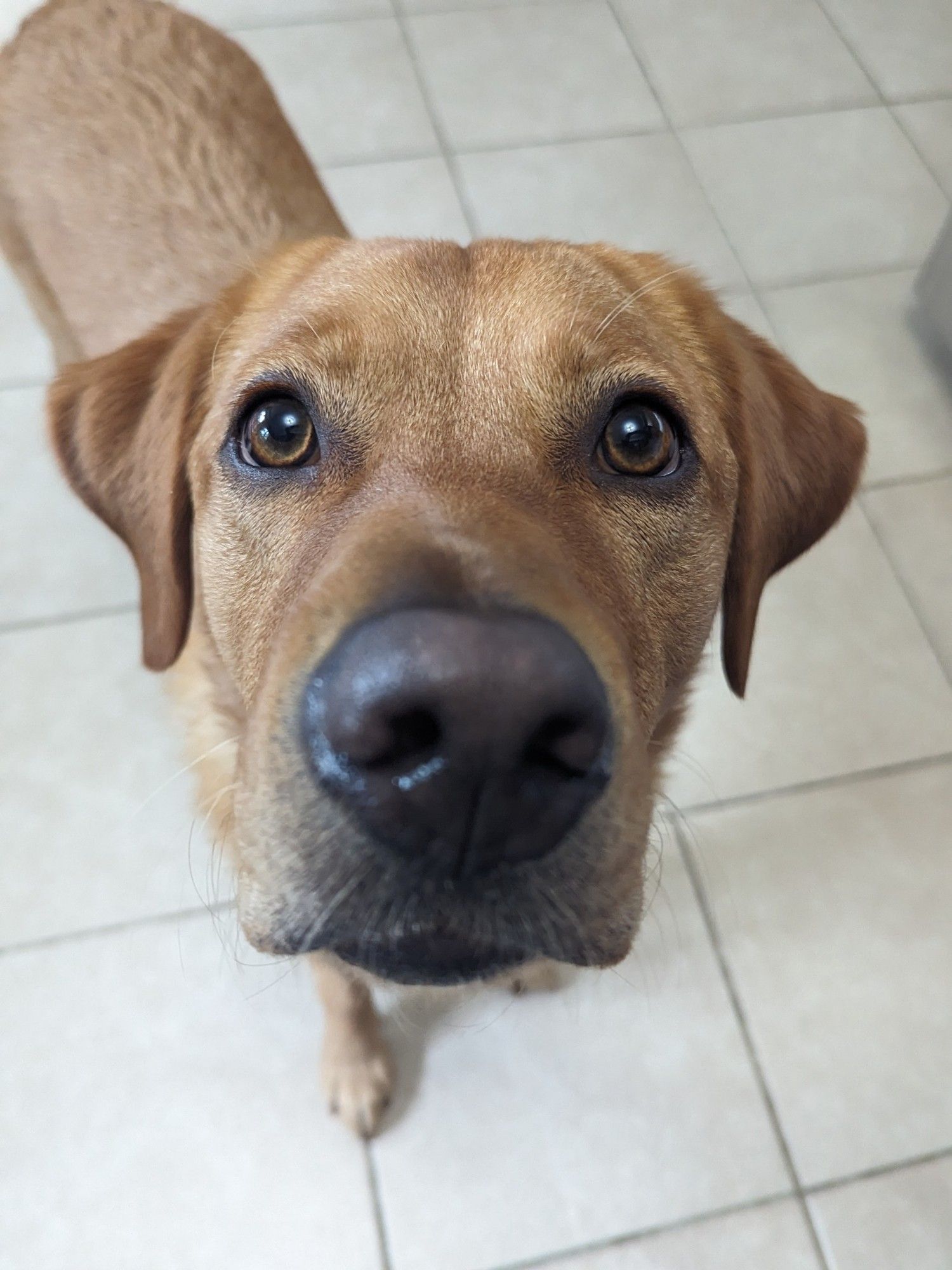 Close up of Atlas face. He has a very inquisitive expression.