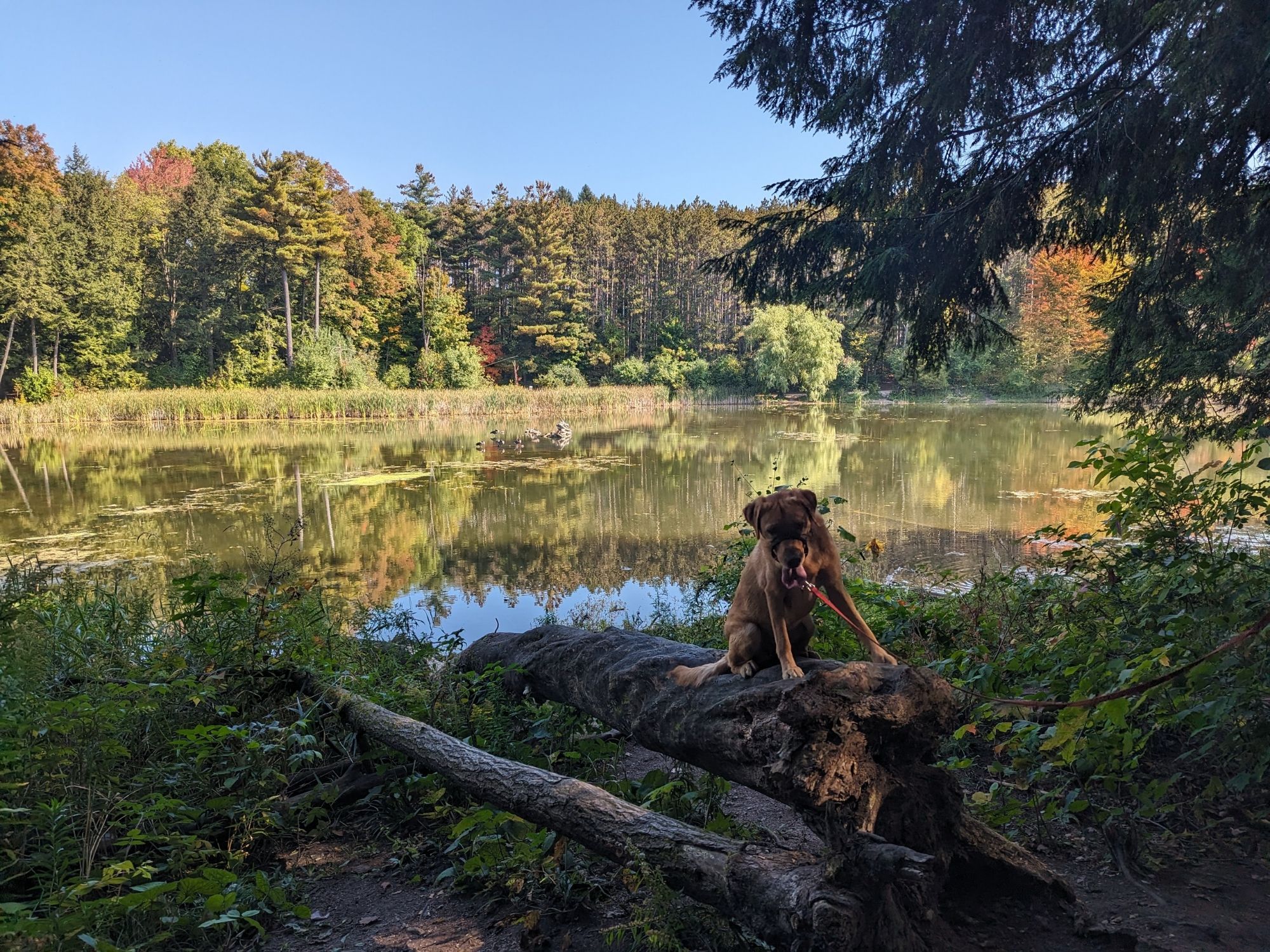 Atlas sitting lakeside with a backdrop of autumn shaded trees