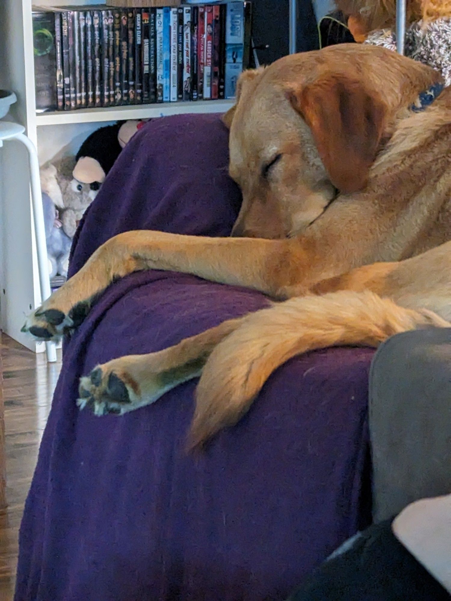 Atlas snoozing on the couch