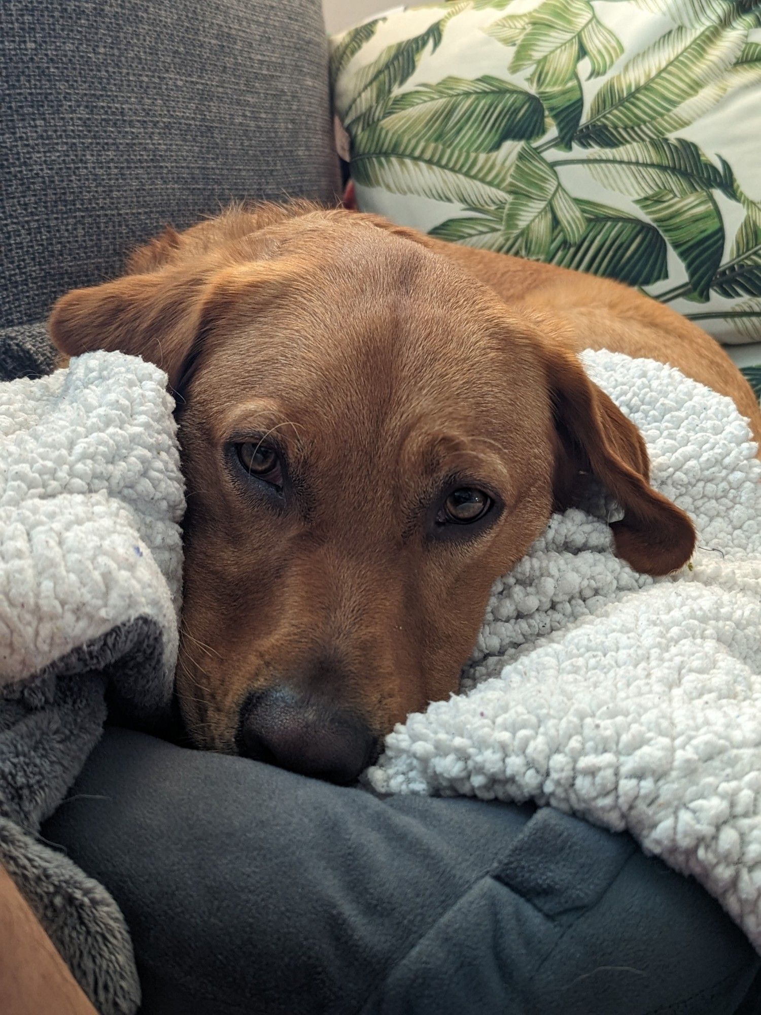 Atlas snoozing on the couch. He is very content with his blanket.