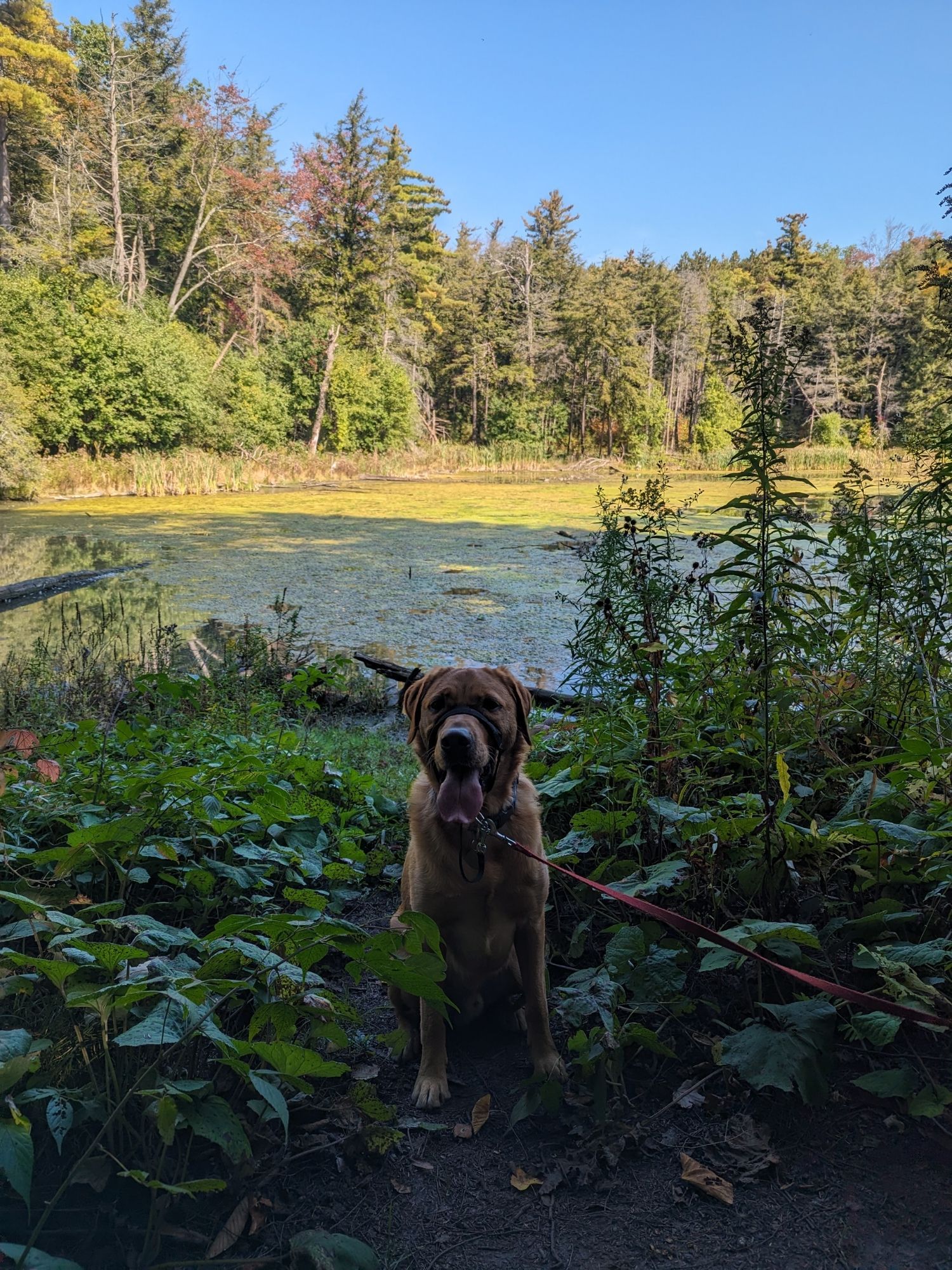 Atlas sitting lakeside with a backdrop of autumn shaded trees