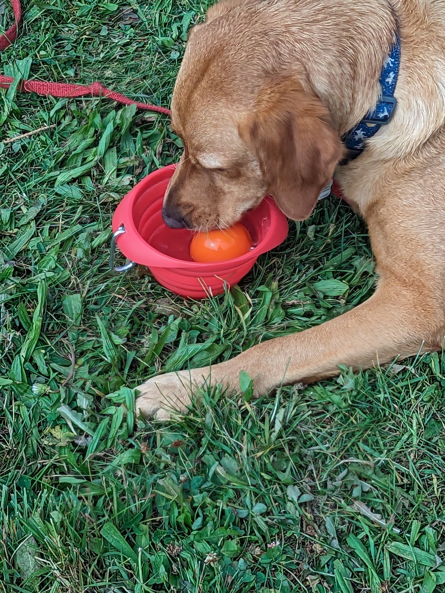 Atlas drinking water out of his bowl. His favourite orange ball is in the bowl too.