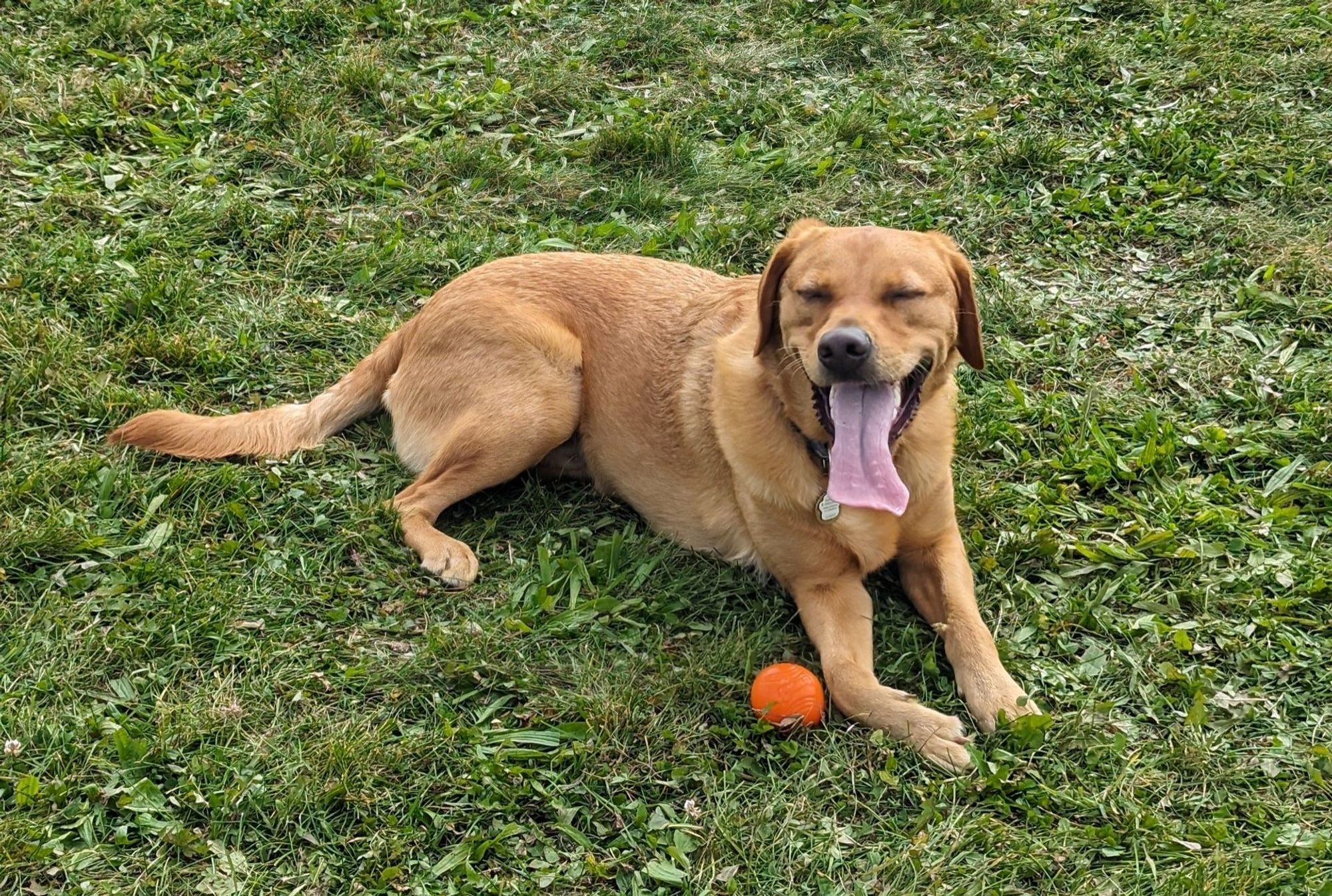 Atlas relaxing on the grass. Big smiles.