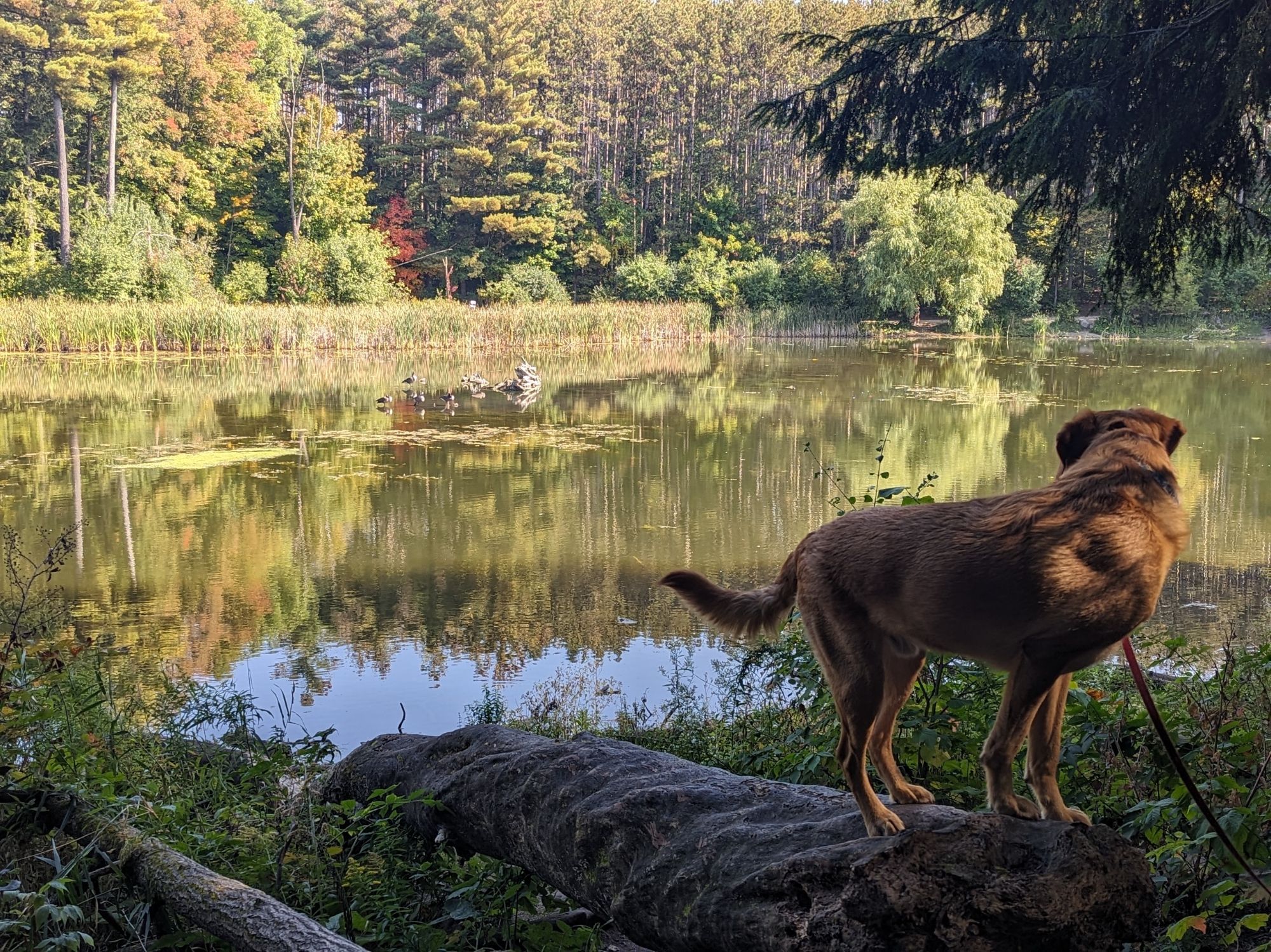 Atlas sitting lakeside with a backdrop of autumn shaded trees