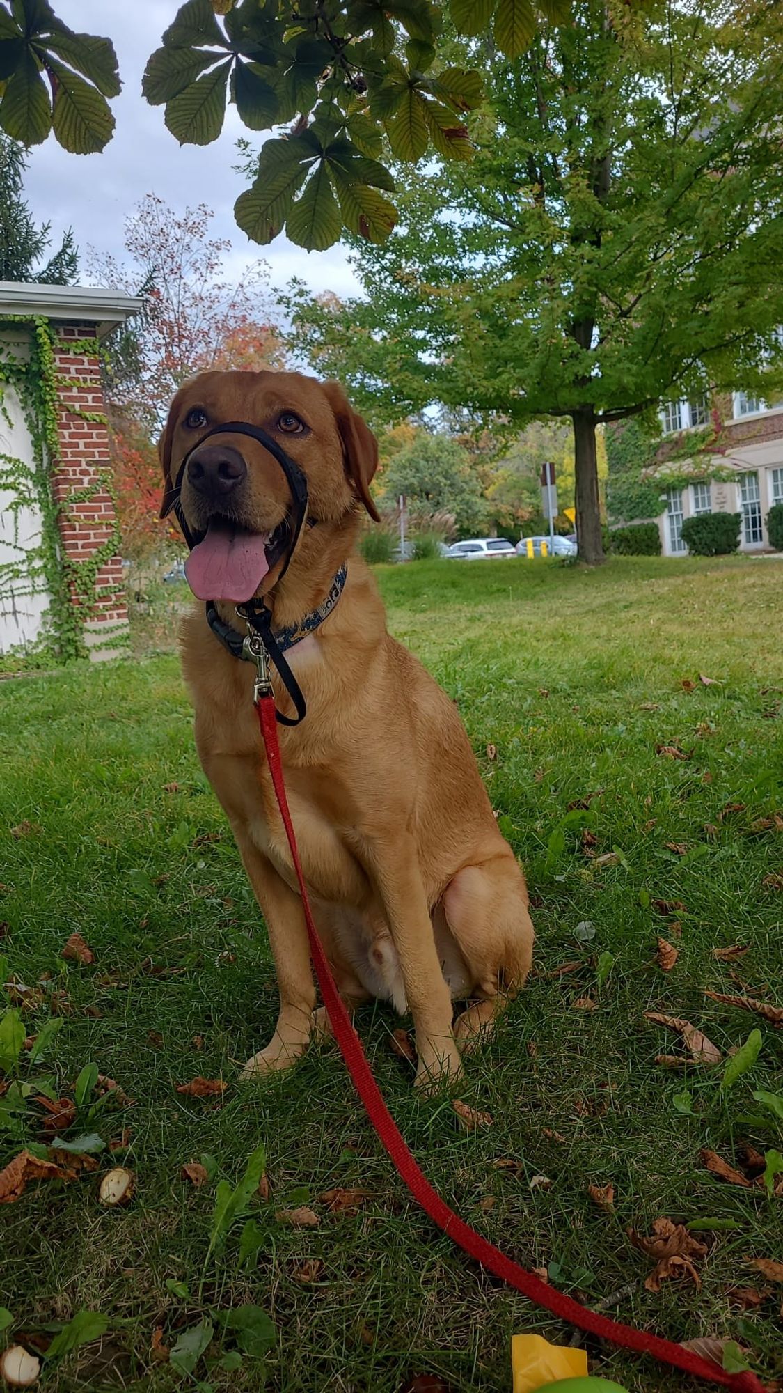 Atlas loves the warmer fall weather we're getting!