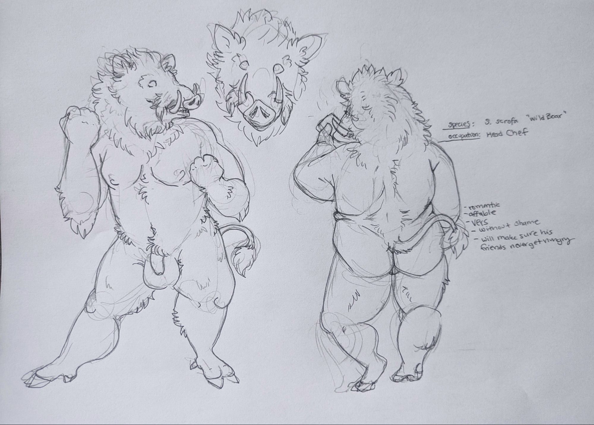 sketch of a cheerful, fat boar anthropomorphic guy one from the front with his fists raised and one from the back with him looking at a cellphone. Tiny text reads "species S. Scrofa Wild boar, occupation: Head Chef " more text below this "romantic, affable, vers, without shame, will make sure his friends never go hungry"