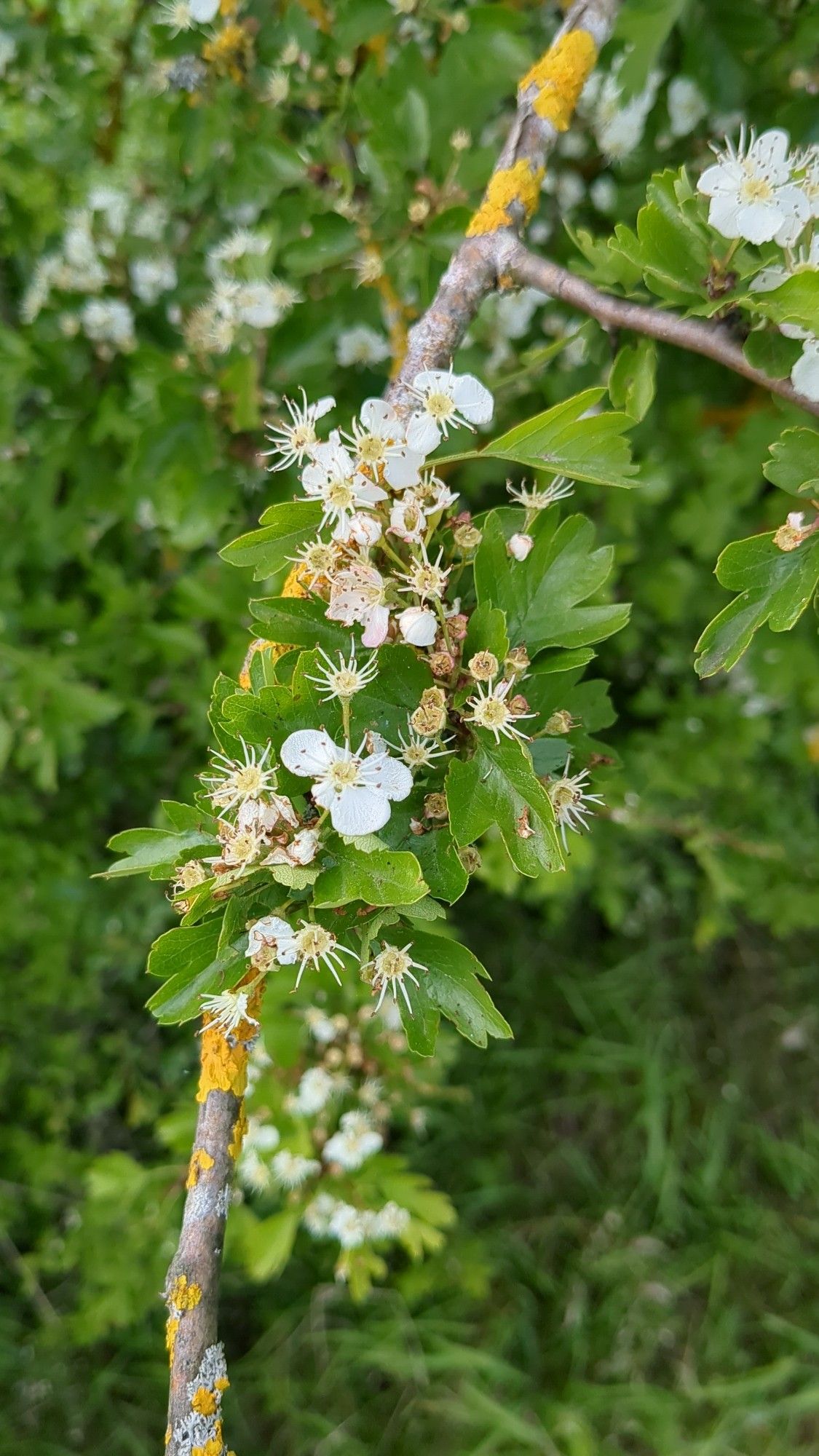 eingriffeliger weißdorn