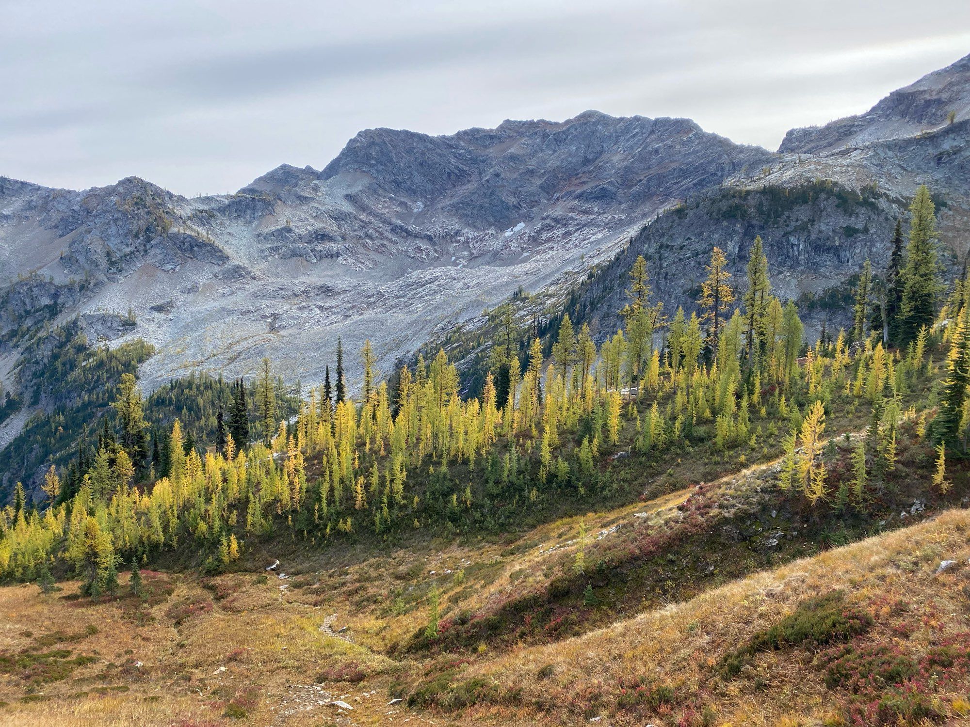 Larches at various stages of turning yellow, with granite mountains in the background.