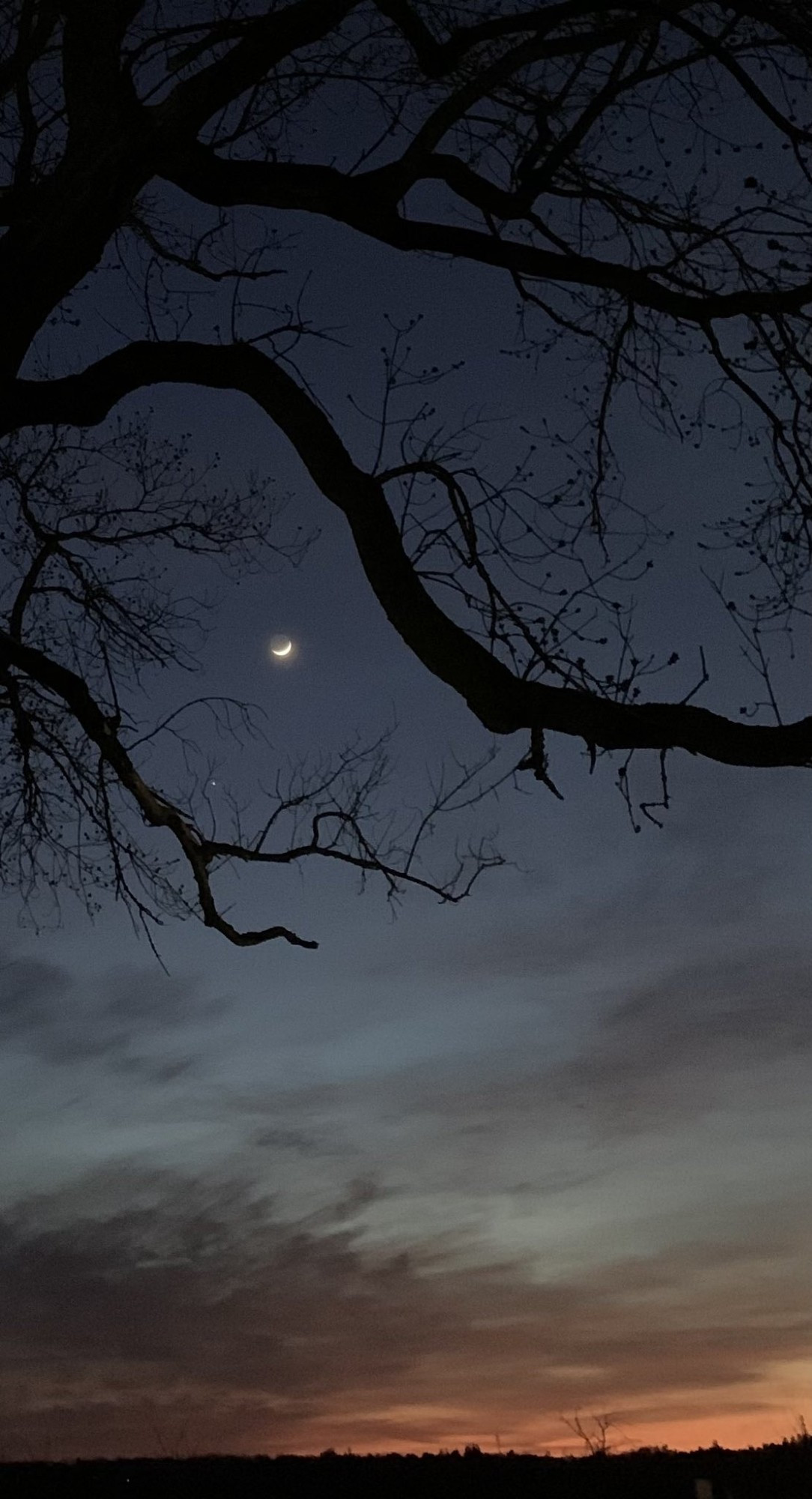 A very thin crescent moon, accompanied by Jupiter, framed by silhouetted bare spring tree branches, with the last bit of orange twilight fading at the horizon.

The moon is pretending it didn't do anything.