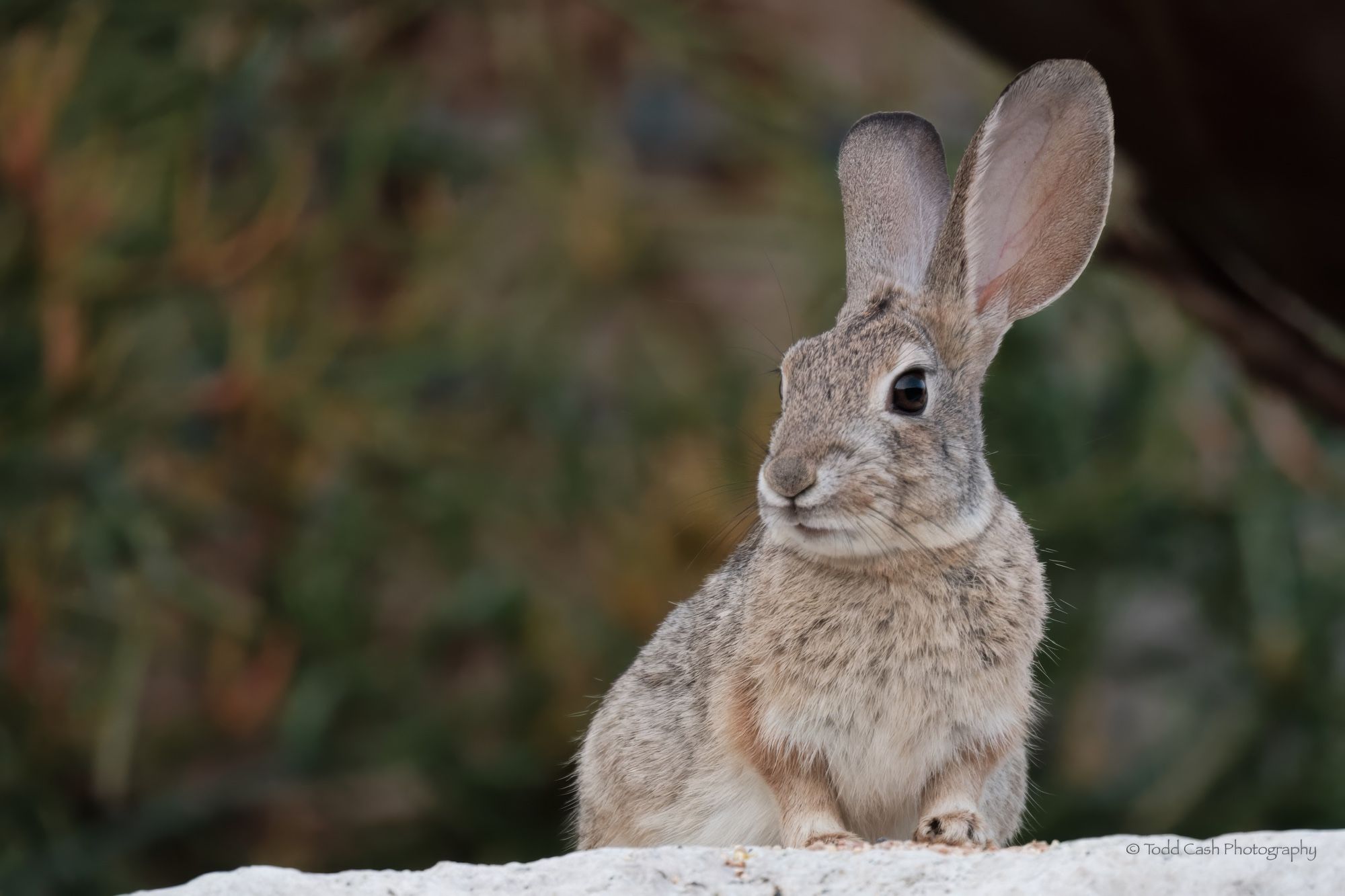 Desert Cottontail rabbit sitting on rock.