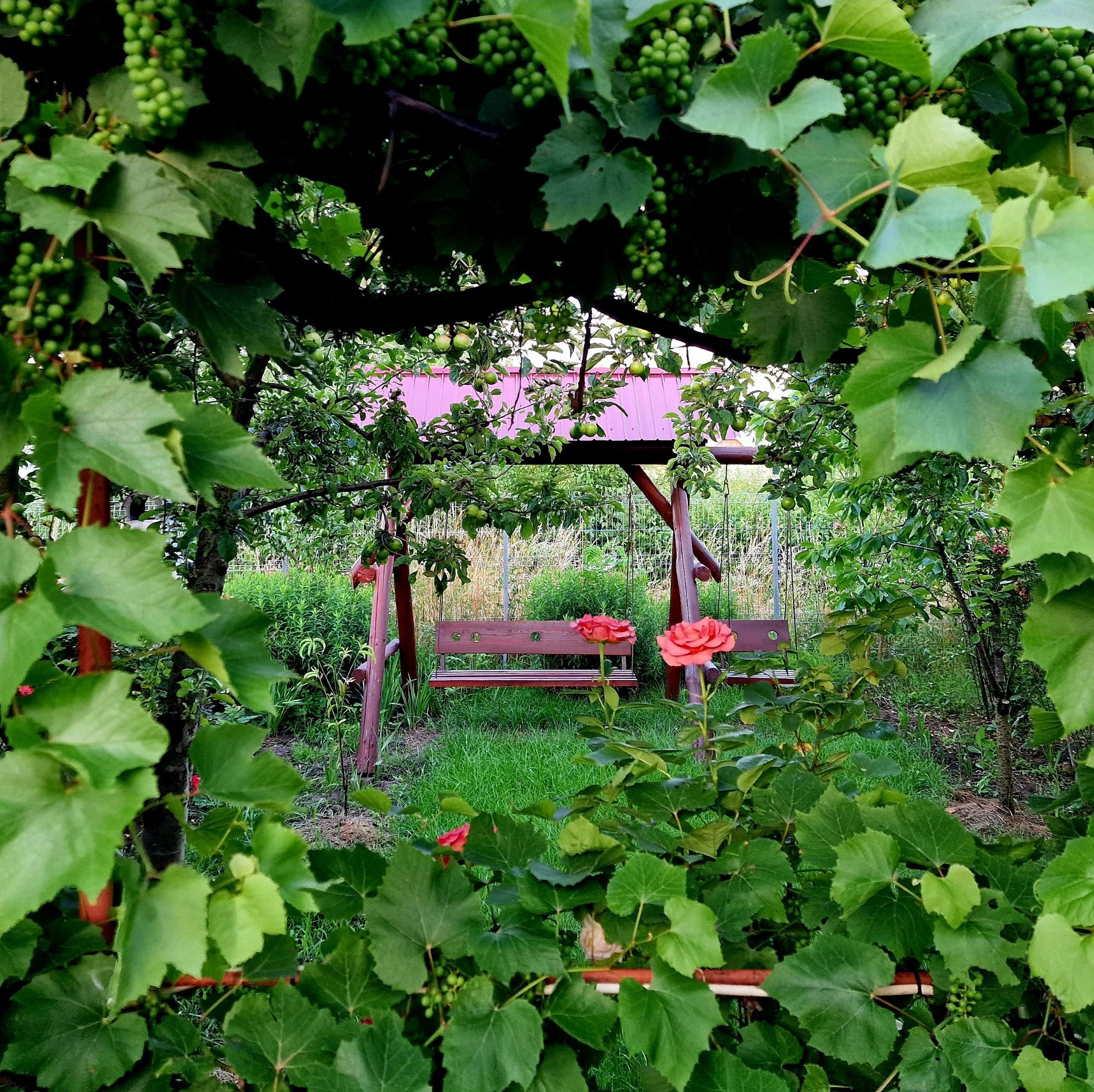 A wooden swinging bench soruounded by greenery, shot through a opening of a grape vine plant