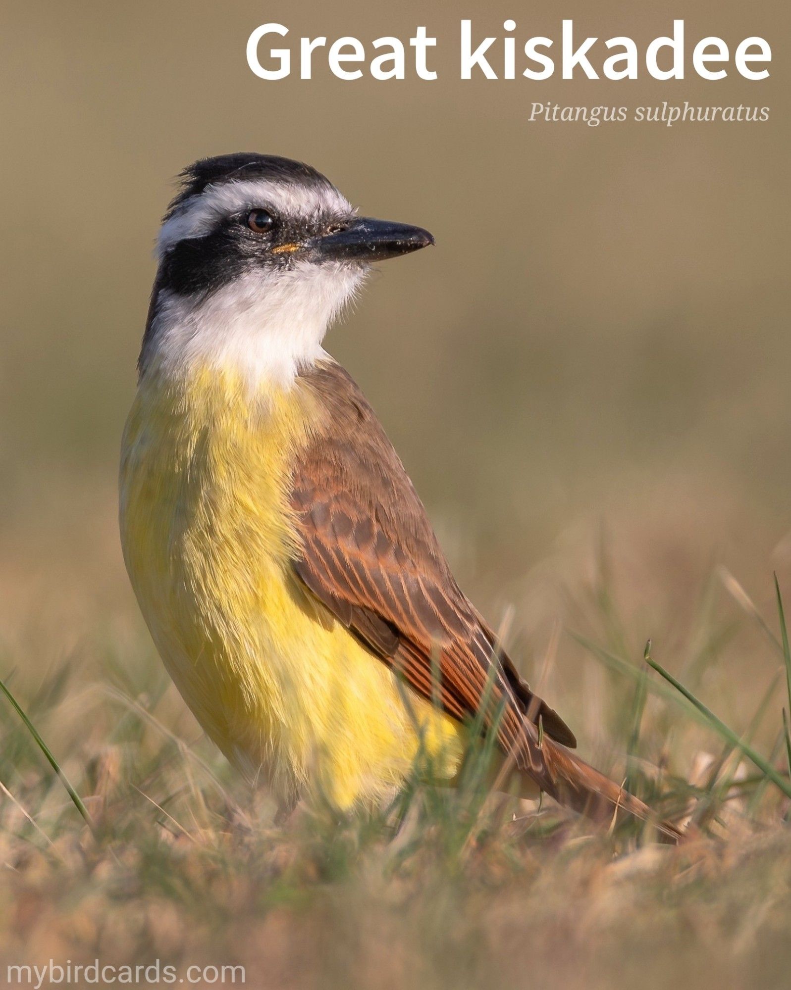 📷: Great kiskadee (Pitangus sulphuratus) by Beto_MdP via Pixabay 2024

The photo shows a striking bird of the tyrant flycatcher family. It has a bold black and white striped head, with a white line above its eyes. Its upperparts are a warm reddish-brown, while its underparts are a bright yellow. It has a strong, thick bill and a sturdy build.

Conservation status: Least Concern (IUCN 3.1)

Distribution: From southern Texas south through Central America to southern Argentina.

Class: Aves (Birds)
Order: Passeriformes (Perching birds)
Family: Tyrannidae (Tyrant flycatchers)
Genus: Pitangus
Species: P. sulphuratus

CC: RQCA