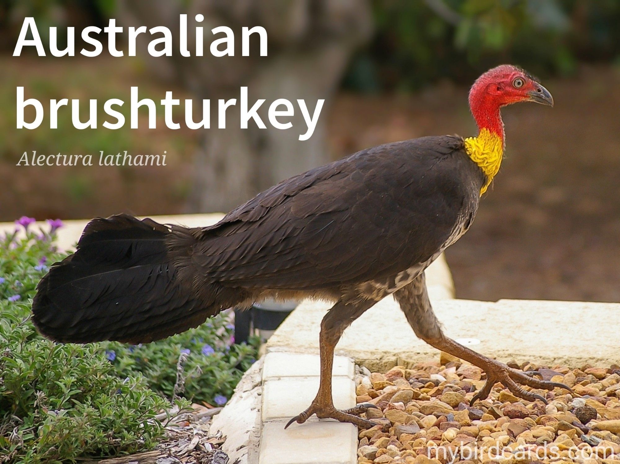 🌏 Australian brushturkey (Alectura lathami) 

The Australian brushturkey (Alectura lathami), also known as the Gweela, is a large, ground-dwelling bird native to Australia. It has a black plumage, a bare red head, and a yellow or purple wattle. Males are known for building massive mounds of organic matter, which they use to incubate eggs laid by multiple females. The chicks hatch from these mounds and are immediately independent. Brushturkeys are clumsy flyers and often walk or run on the ground. They are omnivorous and eat a variety of insects, seeds, and fruits.

Conservation status: Least Concern (IUCN 3.1)

Distribution: Widespread across eastern Australia.

Class: Aves (Birds)
Order: Galliformes (Turkeys, Chickens, Quails, etc.)
Family: Megapodiidae (Incubator birds or Mound-builders)
Genus: Alectura
Species: A. lathami

CC: QRTL

📷: Photo by sandid via Pixabay