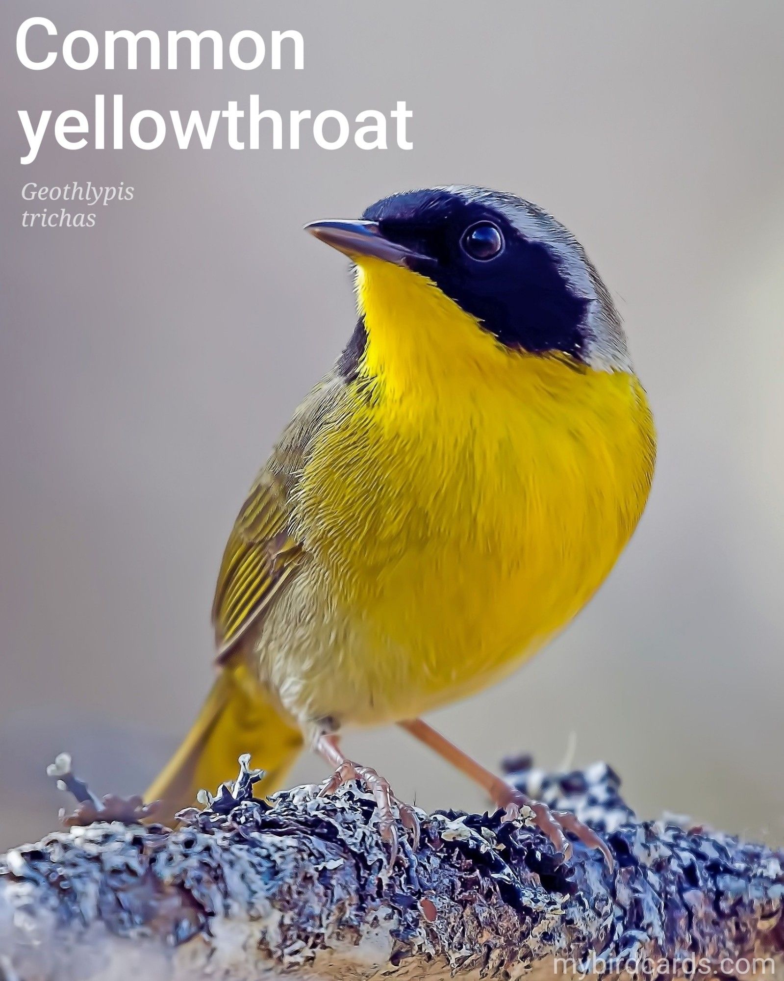 Common yellowthroat, Maryland yellowthroat, or Yellow bandit (Geothlypis trichas). Adult male. Distribution: North and Central America, from southern Canada to Panama. Conservation status: Least Concern. CC: MAMQ 📷: Photo by Canadian-Nature-Visions via Pixabay 2022

The photo shows a small songbird with a bright yellow throat and a bold black mask that extends from its forehead down its cheeks. This mask is bordered above with grey. Its upperparts are olive green and its lower belly is white.