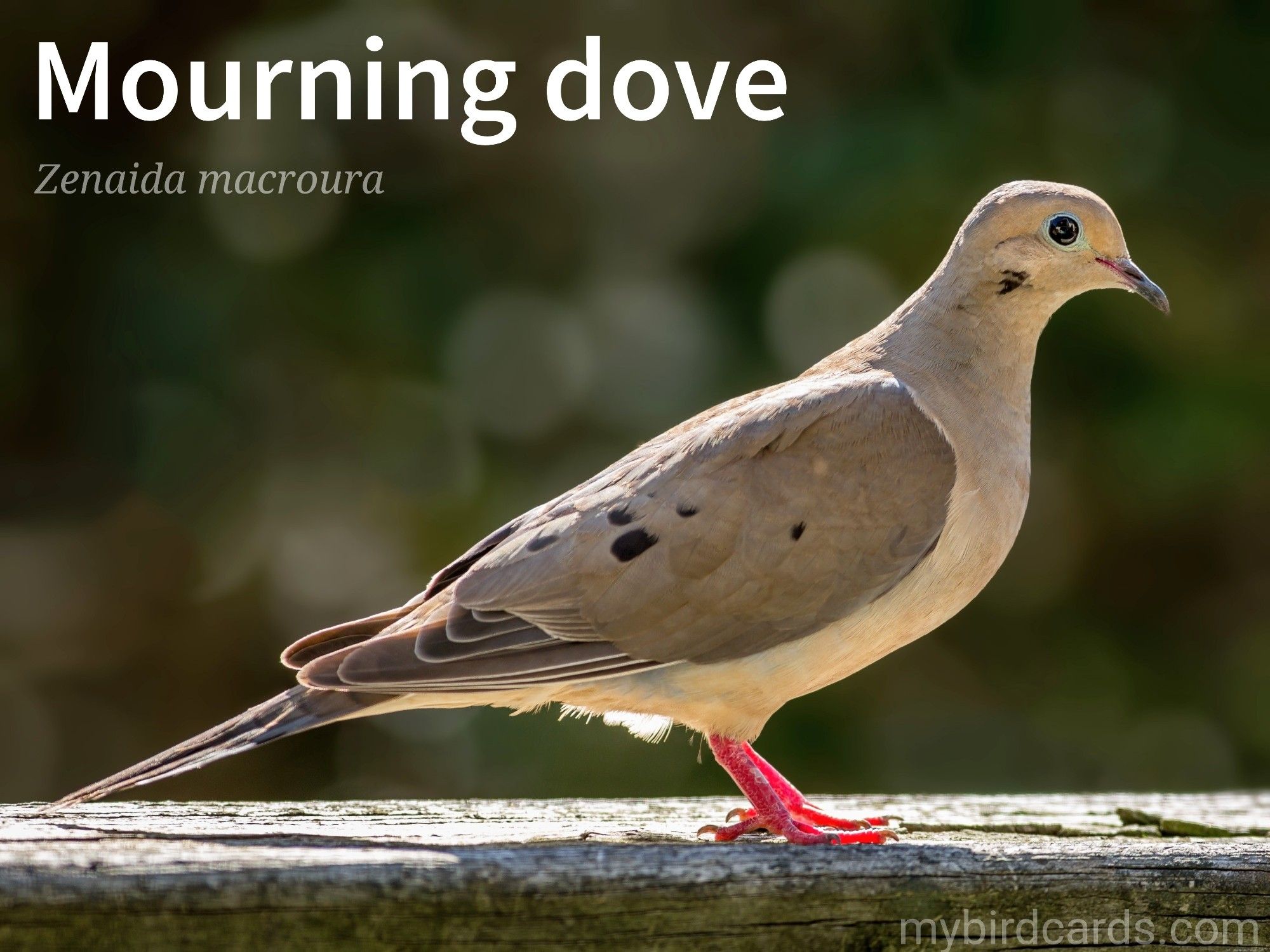 📷: Mourning dove, American mourning dove, Rain dove, or Chueybird (Zenaida macroura) by KarolOlson via Pixabay 2018

The photo shows a medium-sized, slender dove native to North America. It has a soft, mournful cooing call, hence its name. This dove has a grayish-brown body, black-spotted grey wings, a lighter underside, and long, pointed tail feathers.

Conservation status: Least Concern (IUCN 3.1)

Distribution: Widespread throughout North America, with a large population migrating into Central America during winter. 

Class: Aves
Order: Columbiformes
Family: Columbidae
Genus: Zenaida
Species: Z. macroura

CC: MFLI