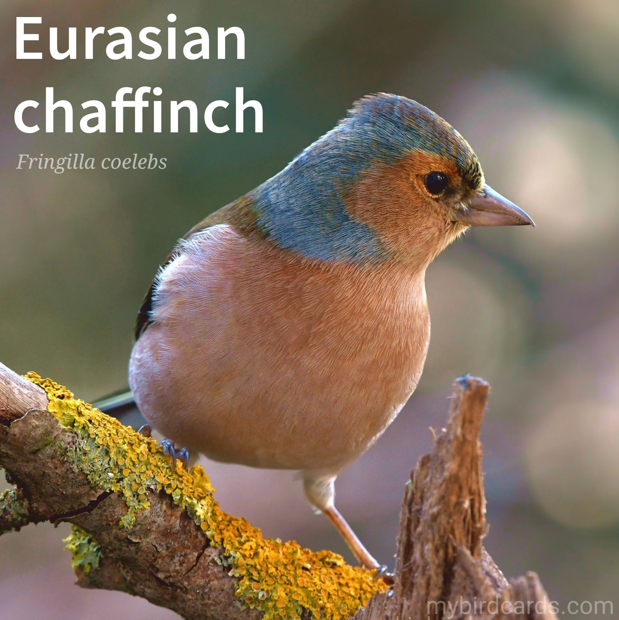 📷: Photo by federicomaderno via Pixabay 

Eurasian chaffinch (Fringilla coelebs) 

The Eurasian chaffinch, also known as the Common chaffinch, or simply Chaffinch, is a small, plump-looking bird with a distinctive appearance. Males (pictured) boast a vibrant blue-grey cap, a rust-red breast, and two white wing bars. Females have a duller brown-grey plumage but share the same white wing bars. Known for their cheerful song, they are often seen hopping on the ground, foraging for seeds and insects. 

Conservation status: Least Concern (IUCN 3.1)

Distribution: Widespread throughout Europe and parts of western Asia. A subspecies is found in northern Africa. 

Class: Aves (Birds)
Order: Passeriformes (Perching birds)
Family: Fringillidae (True finches)
Subfamily: Fringillinae
Genus: Fringilla
Species: F. coelebs

CC: VFXB