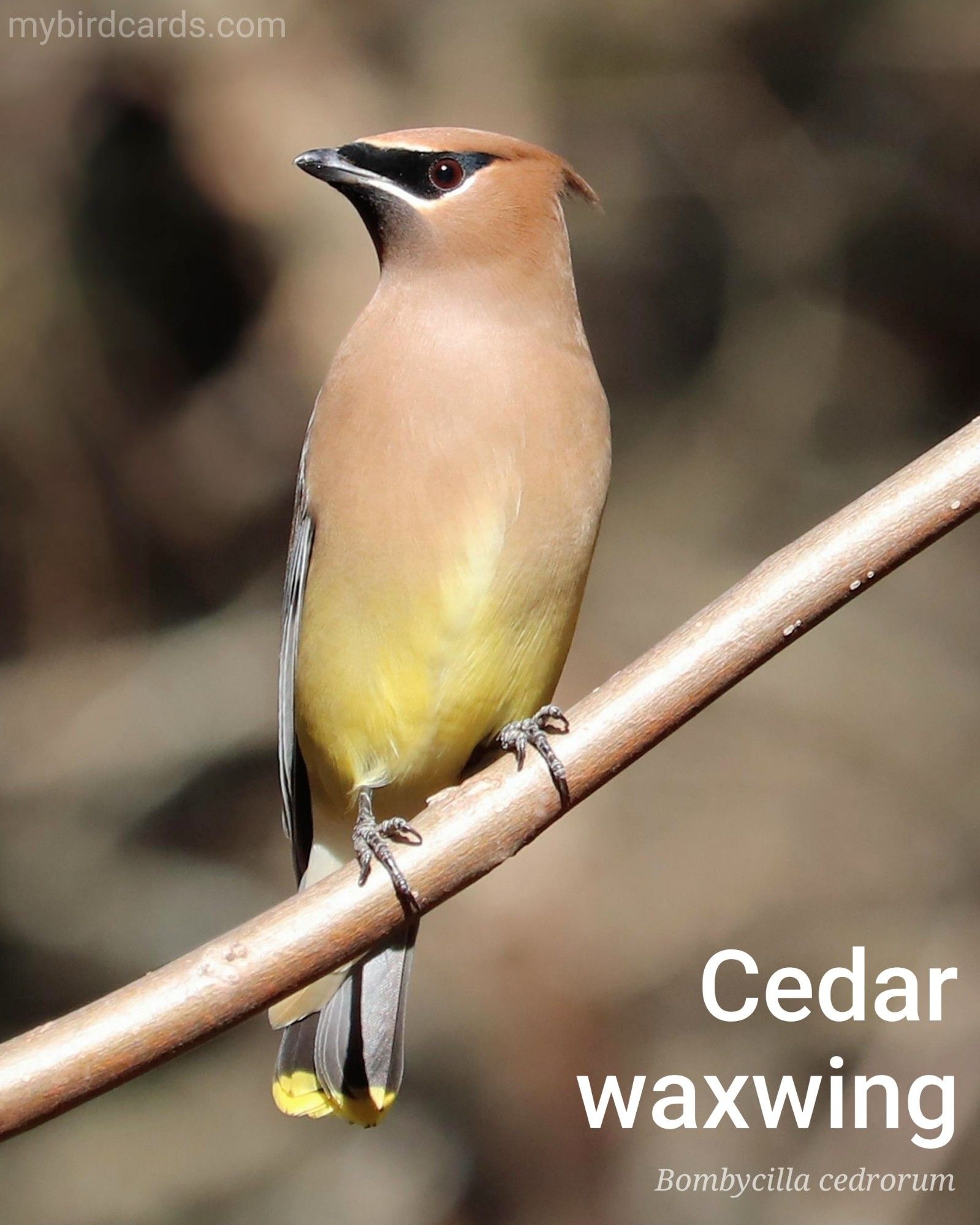 Cedar waxwing (Bombycilla cedrorum). Adult. Distribution: North and Central America. Conservation status: Least Concern. CC: KAGM 📷: Photo by GeorgeB2 via Pixabay 2020

The photo shows a medium-sized songbird with a sleek appearance, sporting a crested head, silky plumage, and a black mask. Its most distinctive feature is its red, waxy-looking wing tips.