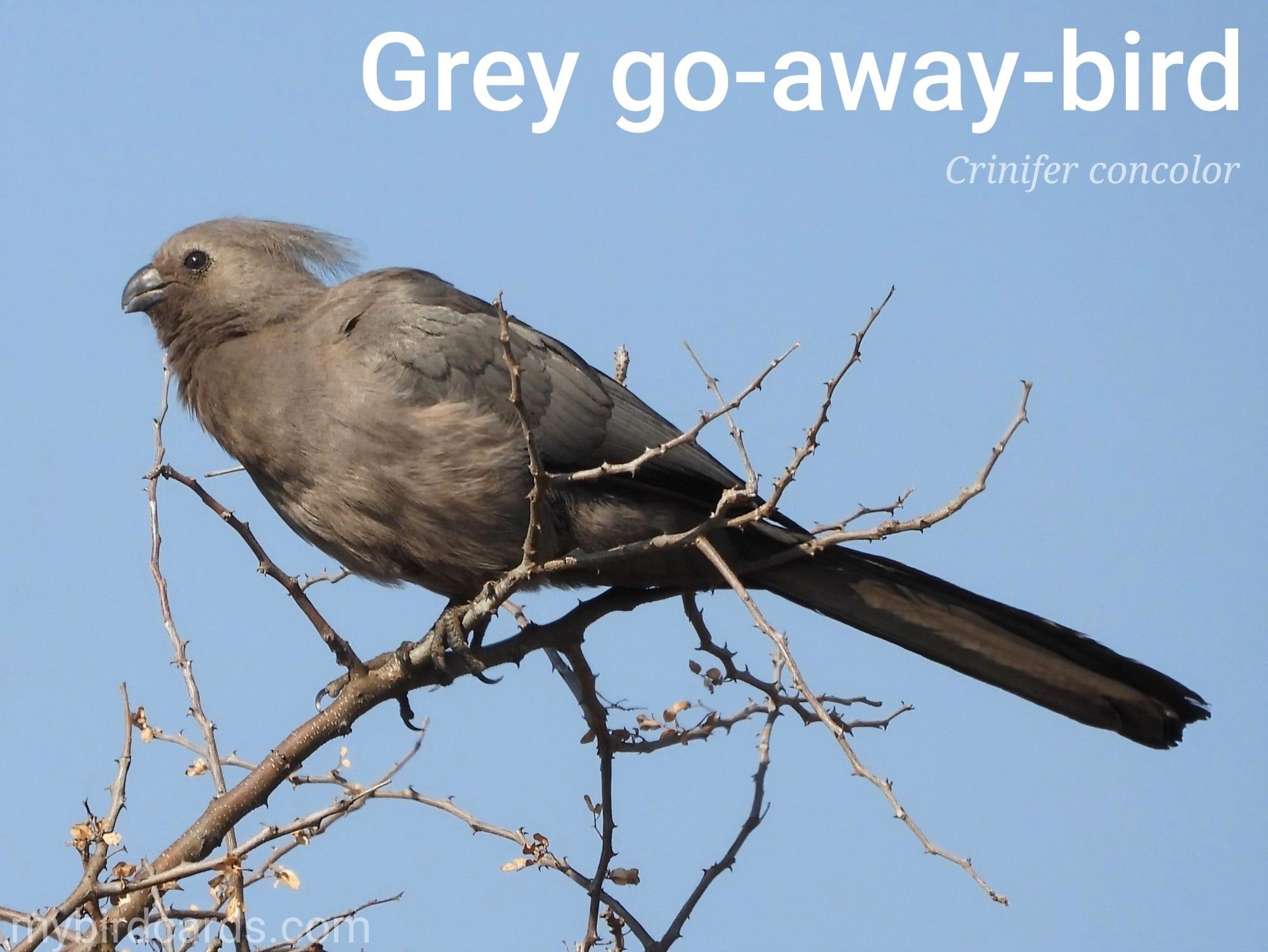 Grey go-away-bird or Grey lourie/loerie (Crinifer concolor). Adult. Distribution: The southern Afrotropics. Conservation status: Least Concern. CC: UZRG 📷: Photo by KiekieKie via Pixabay 2021

The photo shows a smoky-gray bird with a long tail and a wispy crest that can be raised. It has a strong, decurved black beak and a surprising pink gape and tongue (not pictured.) Their plumage is darkest gray on the chin and throat, and lightest around the eyes and belly.