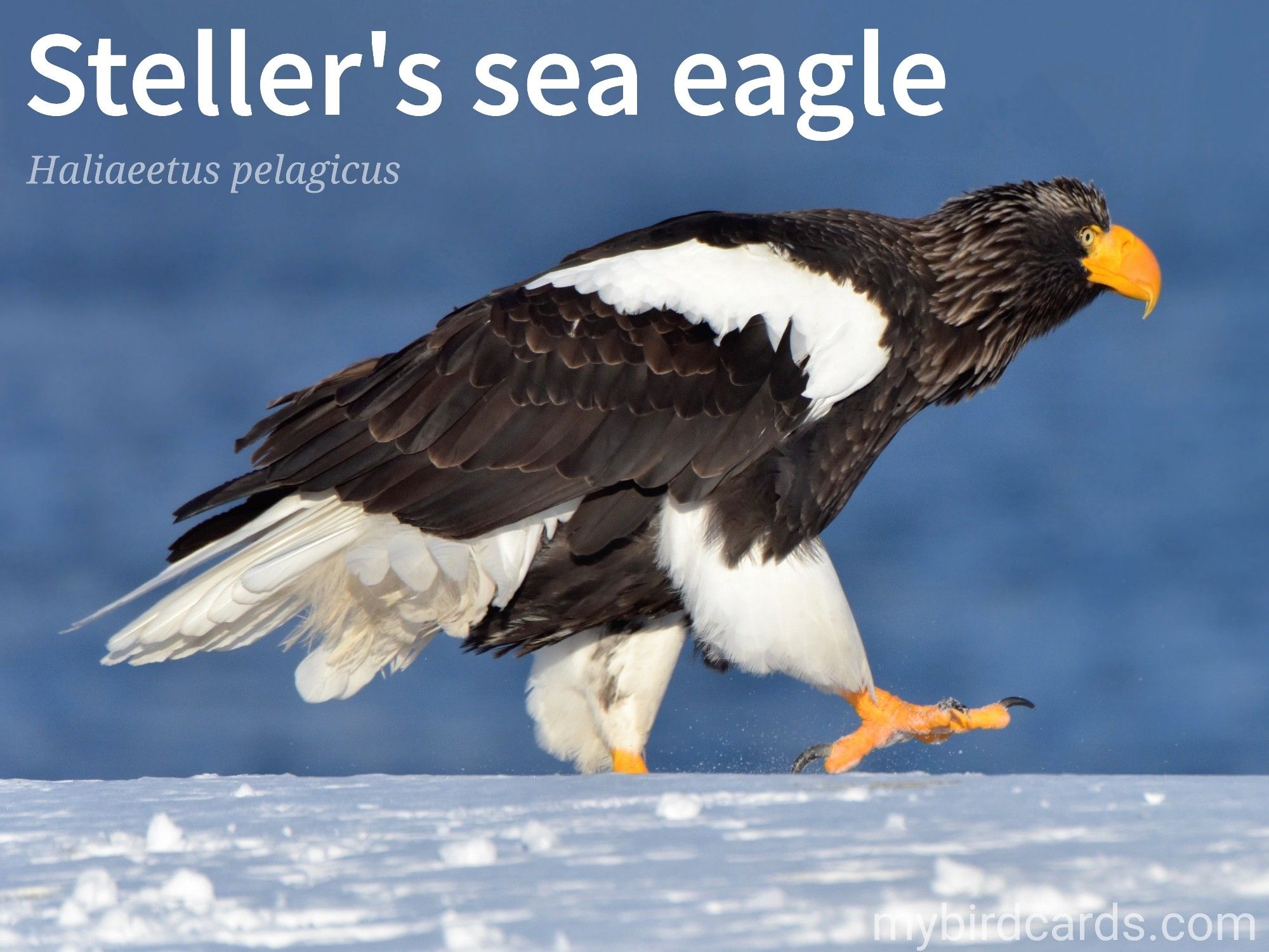 🌏 Steller's sea eagle (Haliaeetus pelagicus) 

The Steller's sea eagle, also known as the Pacific sea eagle or White-shouldered eagle, is a massive bird of prey, boasting dark brown, almost black, plumage with striking white patches on their heads, shoulders, and tails. Their powerful yellow beaks and talons are perfectly adapted for catching fish, their primary prey. These eagles are solitary creatures, often seen soaring high above the coastlines of eastern Russia and Japan. 

Conservation status: Vulnerable (IUCN 3.1)

Distribution: Coastal regions of north eastern Asia, often migrating southwards to Korea, Japan, and China to overwinter.

Class: Aves (Birds)
Order: Accipitriformes (Raptors, Birds of prey)
Family: Accipitridae
Genus: Haliaeetus
Species: H. pelagicus

CC: VSKS

📷: Photo by Takashi_Yanagisawa via Pixabay