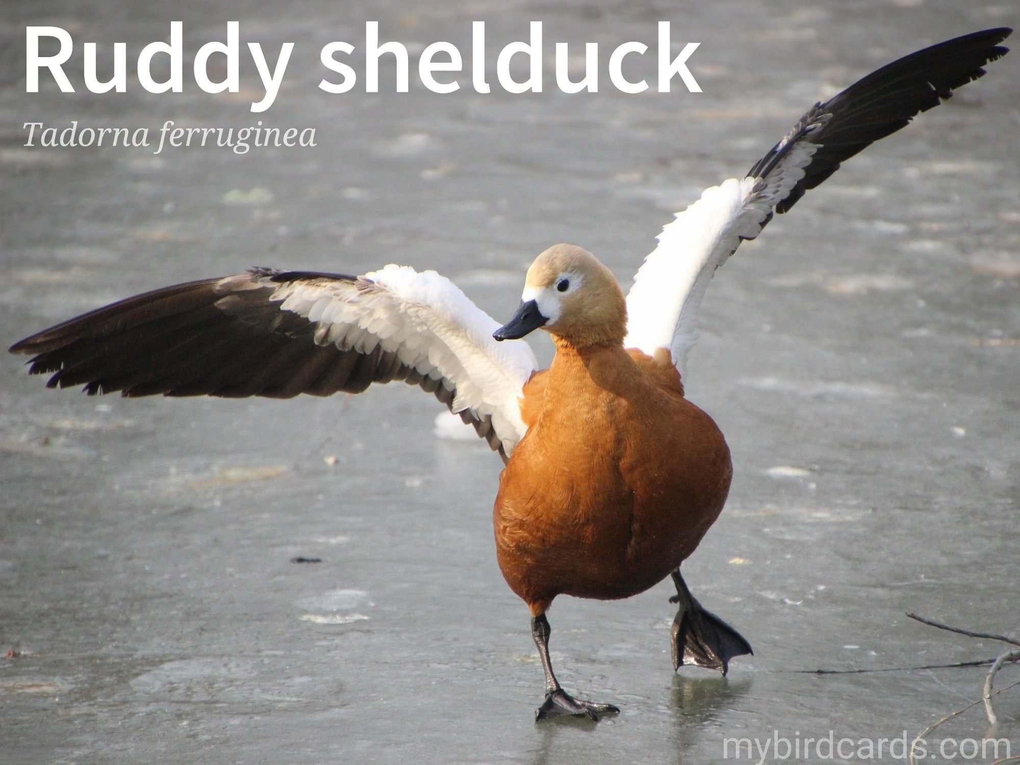 📷: Photo by Lancier via Pixabay 

Ruddy shelduck or Brahminy duck (Tadorna ferruginea)

The Ruddy shelduck is a striking bird with a vibrant orange-brown plumage, a black collar, and a white wing patch. Males are more colourful than females. These ducks are social and often found in pairs or small groups. They are active during the day and can be seen grazing on vegetation or wading in shallow waters. Ruddy shelducks are noisy birds with a loud, honking call.

Conservation status: Least Concern (IUCN 3.1)

Distribution: Mainly found from far western Europe across the Palearctic to western China. There are small resident populations of this species in northwest Africa.

Class: Aves (Birds)
Order: Anseriformes (Waterbirds)
Family: Anatidae (Ducks, Geese, and Swans)
Genus: Tadorna (Shelducks)
Species: T. ferruginea

CC: EWDV