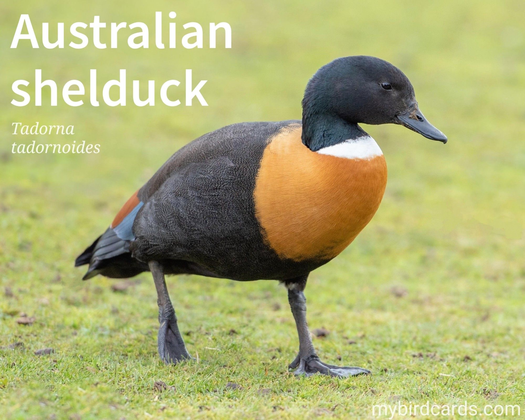 📷: Australian shelduck (Tadorna tadornoides) by pen_ash via Pixabay 2021

The photo shows a large and striking goose-like duck. Males (pictured) are predominantly dark with a chestnut breast, a white neck collar, and a dark green head. Females are similar but with a white eye ring and smaller size. Both sexes have chestnut and black wings with a green patch, and show white on their wings in flight.

Conservation status: Least Concern (IUCN 3.1)

Distribution: Breeding in southern Australia and Tasmania, many birds migrate further north in the country during winter.

Class: Aves (Birds)
Order: Anseriformes (Waterfowl)
Family: Anatidae (Duck, Geese and Swan family)
Genus: Tadorna (Shelducks)
Species: T. tadornoides

CC: WMXB