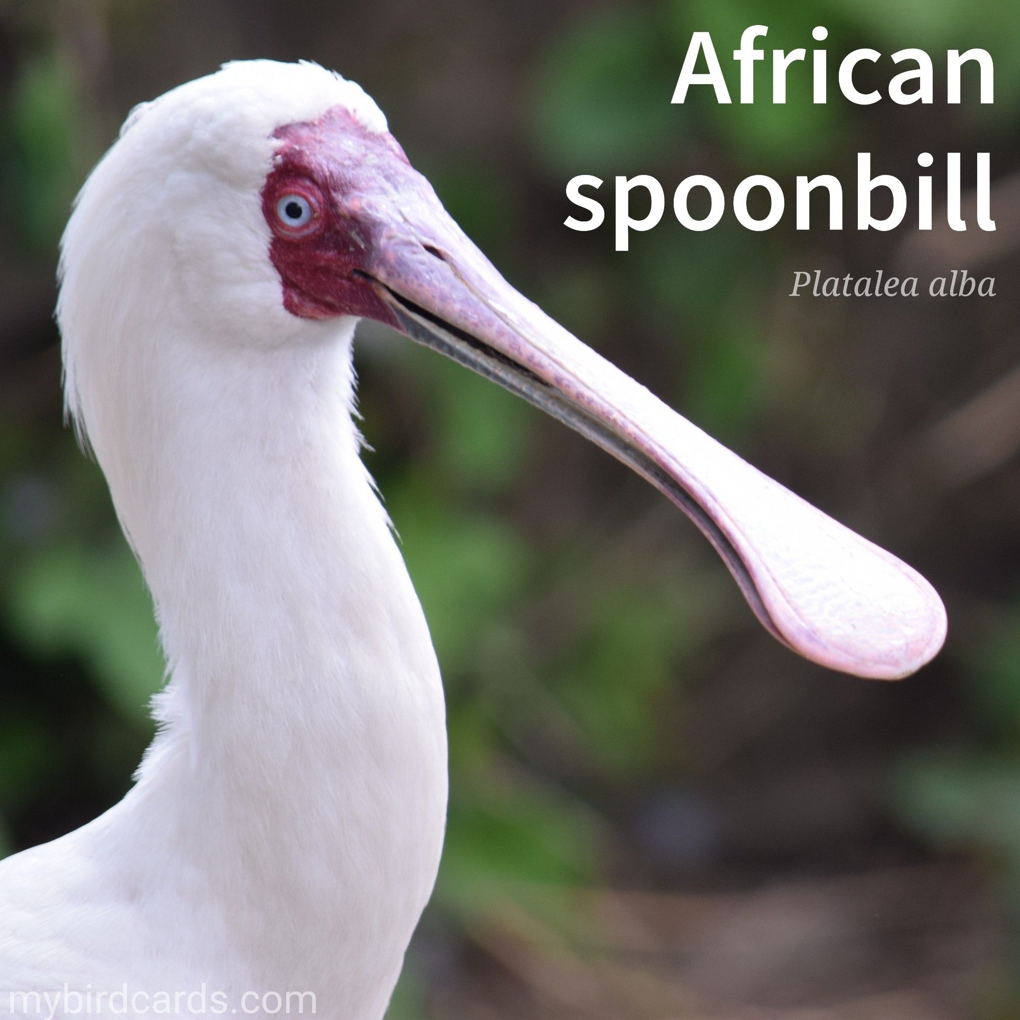 🌍 African spoonbill (Platalea alba) 

The African spoonbill is a long-legged wading bird found in sub-Saharan Africa and Madagascar. It is characterized by its distinctive spoon-shaped bill, which is long and flattened at the end. The plumage of the African spoonbill is predominantly white, with black flight feathers and a red face and legs. It inhabits wetland areas such as marshes, lakes, and rivers, where it feeds on small aquatic creatures by sweeping its bill from side to side in the water.

Conservation status: Least Concern (IUCN 3.1)

Distribution: Widespread across Africa and Madagascar.

Class: Aves (Birds)
Order: Pelecaniformes
Family: Threskiornithidae
Genus: Platalea
Species: P. alba

CC: QLYE 

📷: Photo by JoFinchenParsons via Pixabay