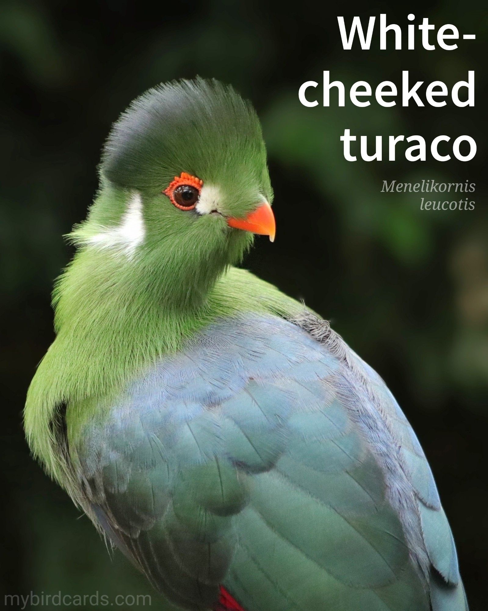 🌍 White-cheeked turaco (Menelikornis leucotis)

The White-cheeked turaco is a mid-sized bird known for its distinctive appearance, with vibrant green plumage, white face and throat patches, and bright red primary wing feathers. It has a long tail and a crest of dark feathers on its head. It feeds primarily on fruit and leaves, and its call is a loud, repetitive "kok-kok-kok." They are often observed in small family groups or pairs. Two subspecies are recognised.

Conservation status: Least Concern (IUCN 3.1)

Distribution: Native to Sudan, South Sudan, Ethiopia and Eritrea. 

Class: Aves (Birds)
Order: Musophagiformes
Family: Musophagidae (Turacos or Lorries)
Genus: Menelikornis
Species: M. leucotis

CC: VDPR 

📷: Photo by Marjonhorn via Pixabay