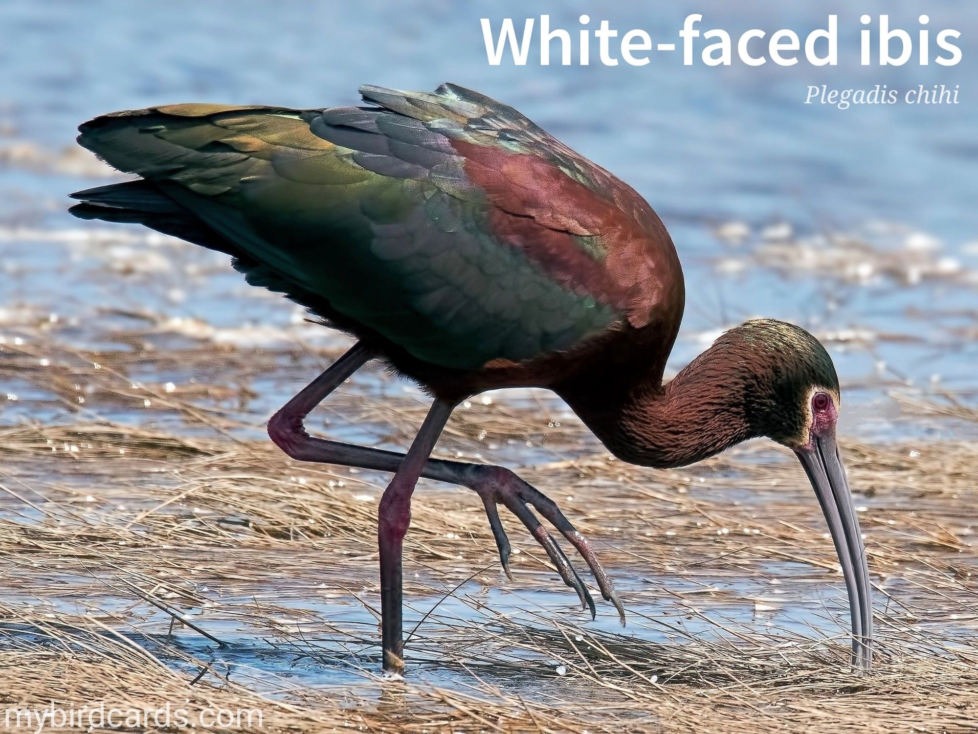 📷: White-faced ibis (Plegadis chihi) by Canadian-Nature-Visions via Pixabay 2022

The photo shows a medium-sized wading bird with a long, curved bill. Its plumage is a dark, glossy maroon with metallic green and bronze tones, especially noticeable on the wings. During the breeding season (pictured) it has a distinctive white border around its face which gives the species its common name.

Conservation status: Least Concern (IUCN 3.1)

Distribution: From southern Canada down to northern Central America. A subspecies inhabits the southern half of South America.

Class: Aves (Birds)
Order: Pelecaniformes
Family: Threskiornithidae (Ibises and Spoonbills)
Genus: Plegadis
Species: P. chihi

CC: KKIG