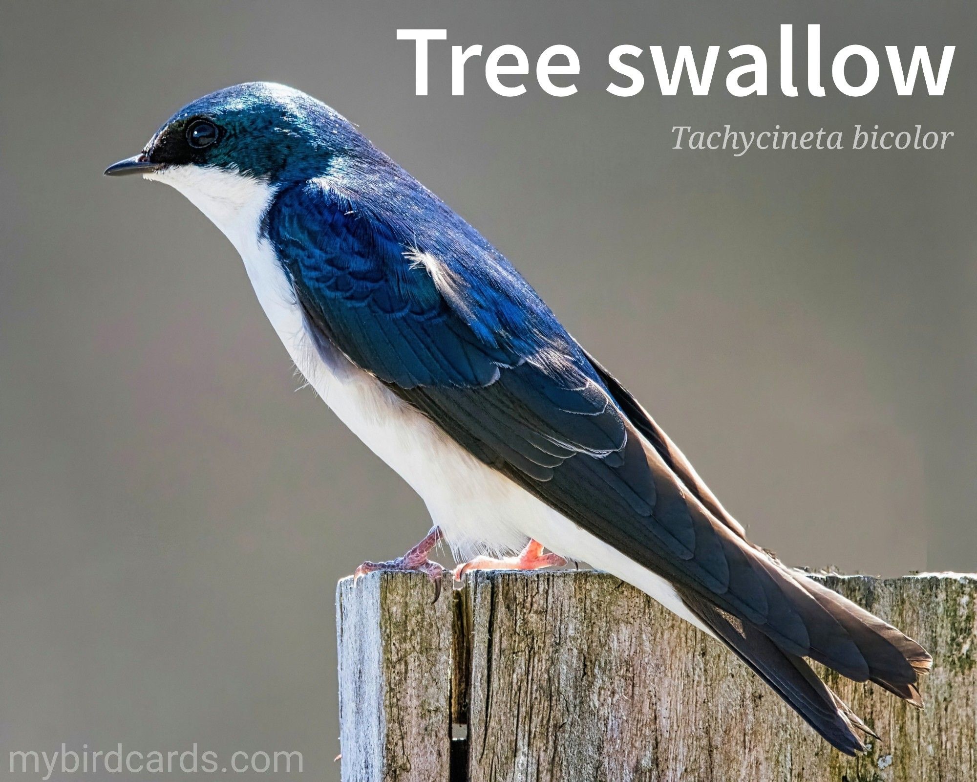 🌎 Tree swallow (Tachycineta bicolor) 

Tree Swallows are small, agile birds with a sleek, iridescent blue-green back and a contrasting white underside, giving them a tuxedo-like appearance. They have long, pointed wings and a forked tail, making them well-suited for aerial acrobatics. These birds are highly social and often seen in flocks, particularly during migration. They are primarily insectivores, catching insects in flight with their sharp beaks. 

Conservation status: Least Concern (IUCN 3.1)

Distribution: Tree Swallows are migratory birds, spending their summers in North America and their winters in South America.

Class: Aves (Birds)
Order: Passeriformes (Passerines, Perching birds)
Family: Hirundinidae (Swallows, Martins, and Saw-wings)
Genus: Tachycineta 
Species: T. bicolor

CC: CSDS

📷: Photo by JackBulmer via Pixabay