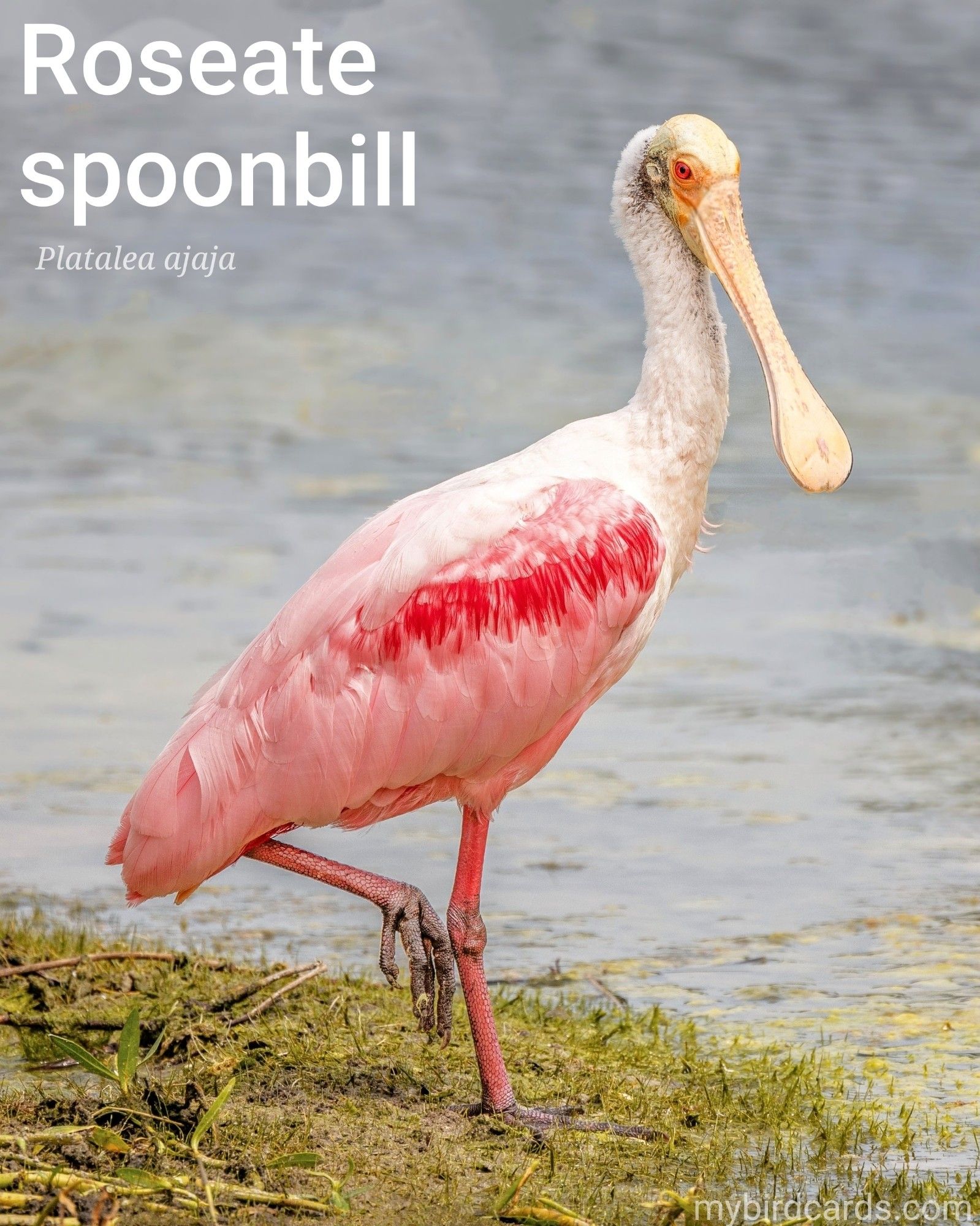 Roseate spoonbill (Platalea ajaja). Adult. Distribution: The Americas. Conservation status: Least Concern. CC: YJBC 📷: Photo by jim5511 via Pixabay 2024

The photo shows a large wading bird known for its vibrant pink plumage and spoon-shaped bill. Their body is a deep pink, with a white neck and upper back. They have a bare greenish-grey head that turns golden buff during breeding season (pictured). These social birds stand out with their long legs, necks, and of course, their distinctive flattened bill used for scooping up prey in shallow waters.