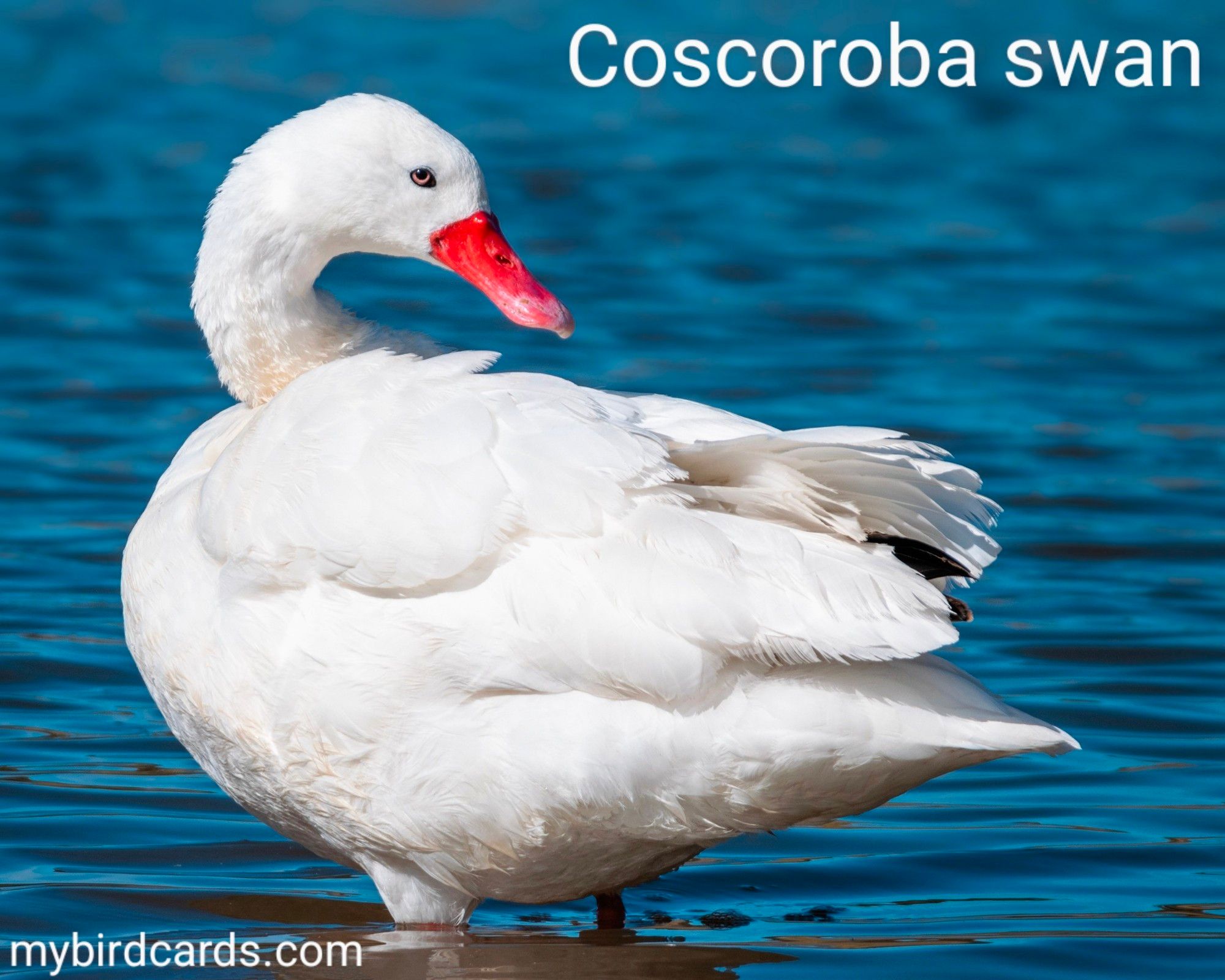 The Coscoroba swan (Coscoroba coscoroba) is a medium-sized waterfowl native to southern South America, found in Argentina, Bolivia, Brazil, Chile, Paraguay, Uruguay, and the Falkland Islands. It has a distinctive appearance with a white body, black wingtips, and a bright pink-red bill. Unlike true swans, Coscoroba swans have fully feathered faces and can walk more efficiently due to their leg placement. These graceful birds are social and often seen in pairs or flocks. Conservation status: Least Concern. CC: QWAE 📷: Photo by Beto_MdP via Pixabay 2022