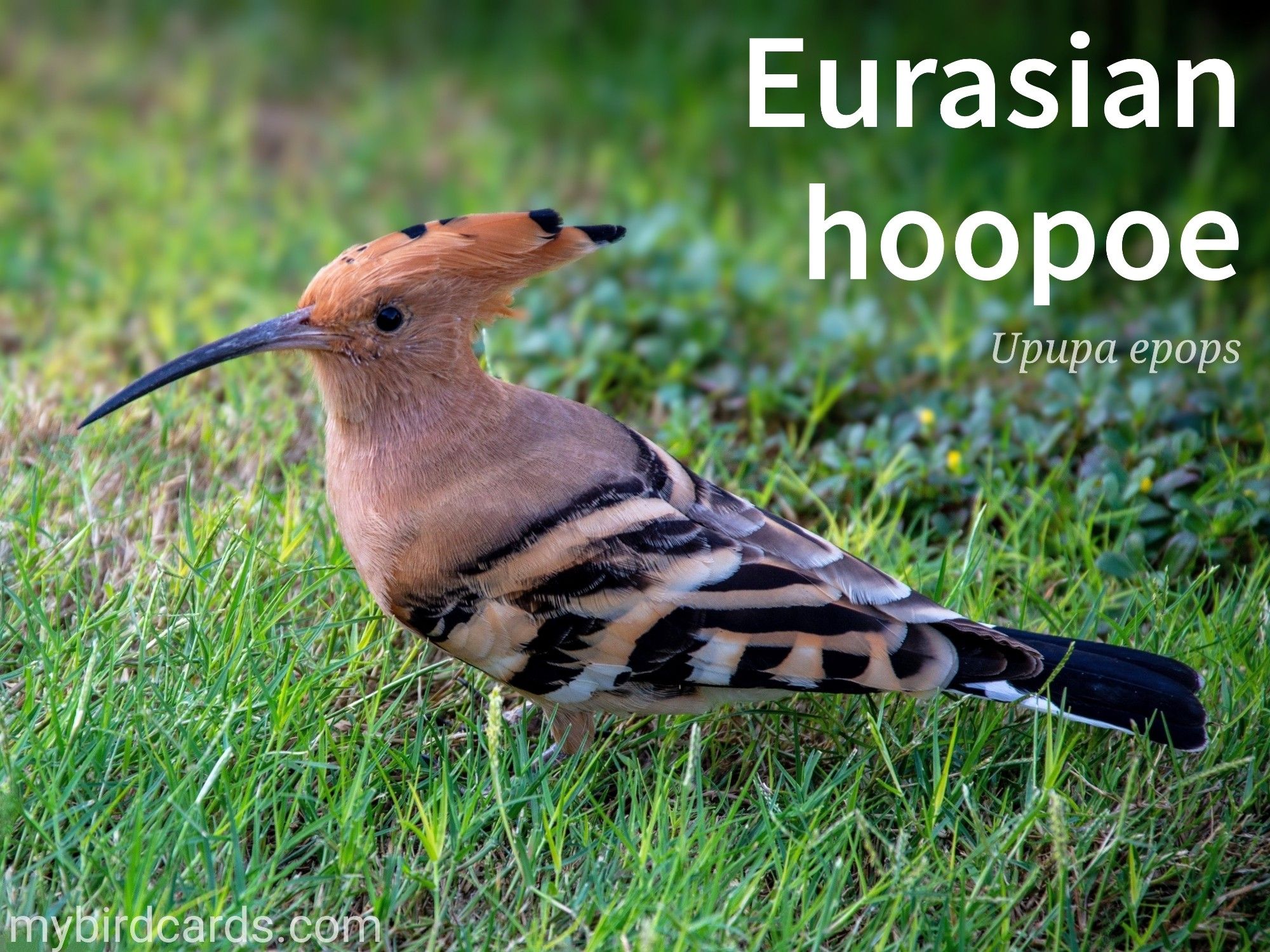 📷: Photo by Vika_Glitter via Pixabay 

Eurasian hoopoe (Upupa epops) 

The Eurasian hoopoe is an eye-catching bird found in Europe, Asia, and North Africa. It has a unique appearance with a slender body, a long, curved bill, and a distinctive crest on its head. The hoopoe's plumage is a combination of colours, including brown, black, white, and orange. It has bold black and white stripes on its wings and a vibrant orange-brown colour on its back.

Conservation status: Least Concern (IUCN 3.1)

Distribution: Widespread across Eurasia and the northern half of Africa. 

Class: Aves (Birds)
Order: Bucerotiformes (Hornbills and Hoopoes)
Family: Upupidae (Hoopoes)
Genus: Upupa epops
Species: U. epops

CC: FEDA