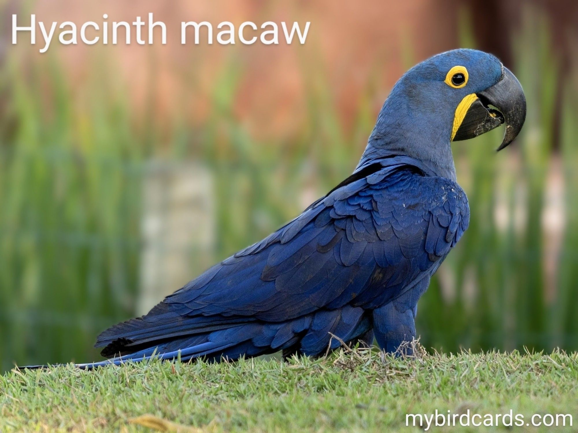 The Hyacinth macaw (Anodorhynchus hyacinthinus) is the largest macaw species, recognized for its vibrant cobalt-blue colouring, strong beak, and impressive wingspan. This striking bird is native to central and eastern South America, particularly Brazil, and is known for its intelligence and sociable nature. It's an endangered species primarily due to habitat loss and illegal trapping for the pet trade. Conservation status: Vulnerable. CC: AXYY 📷: Photo by renatoangel1976 via Pixabay 2022