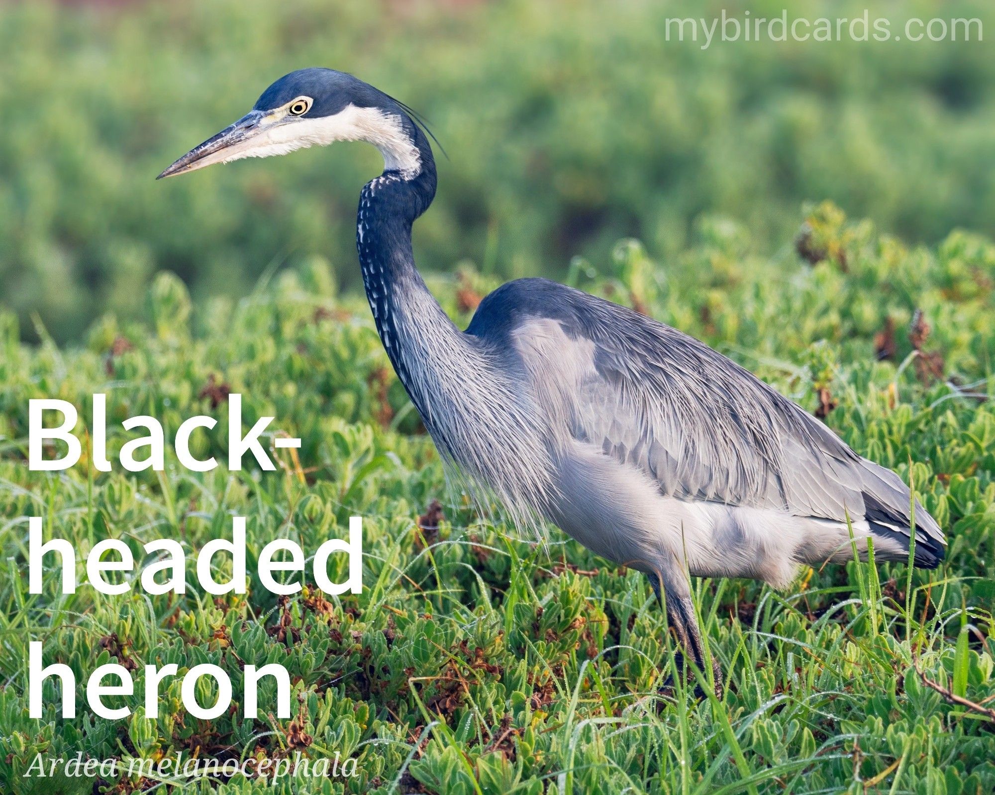 🌍 Black-headed heron (Ardea melanocephala) 

Black-headed herons are large birds with a slender build, long neck, and legs. Their most striking feature is their dark, almost black heads, contrasting with a white throat and a grey body. They have a long, pointed beak and yellow eyes. They typically stalk shallow water, using their long legs to wade through mud and vegetation. Black-headed herons are primarily fish-eaters, but they also consume insects, amphibians, and small reptiles.

Conservation status: Least Concern (IUCN 3.1)

Distribution: Common throughout much of sub-Saharan Africa and Madagascar.

Class: Aves (Birds)
Order: Pelecaniformes
Family: Ardeidae (Herons)
Genus: Ardea
Species: A. melanocephala

CC: JLUY

📷: Photo by jeanvdmeulen via Pixabay