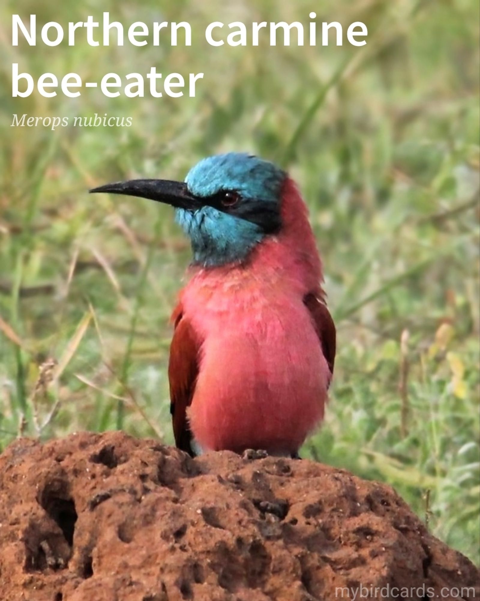 📷: Northern carmine bee-eater (Merops nubicus) by Nel_Botha-NZ via Pixabay 2019

The photo shows a striking bird with a predominantly carmine body. Its head and throat are a contrasting blue-green, and it has a distinctive black mask around its eyes. Long, pointed central tail feathers and a slender body complete its elegant appearance.

Conservation status: Least Concern (IUCN 3.1)

Distribution: Northern tropical Africa

Class: Aves (Birds)
Order: Coraciiformes
Family: Meropidae (Bee-eaters)
Genus: Merops
Species: M. nubicus

CC: YXDH