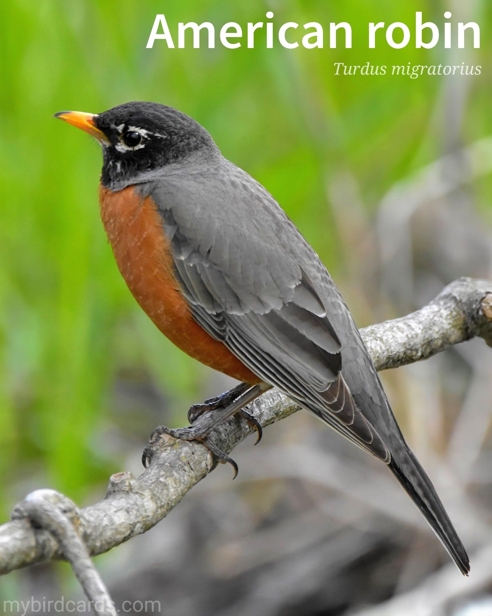 📷: American robin (Turdus migratorius) by JackBulmer via Pixabay 2021

The American robin (Turdus migratorius) is a medium-sized songbird native to North America. It is a member of the thrush family. Adult male American robins (pictured) have a vibrant orange-red breast, dark grayish-black back, and a white belly. They also have a yellow beak and a white eye ring. Females are similar in appearance but with paler colouring and a slightly duller plumage.

Conservation status: Least Concern (IUCN 3.1)

Distribution: Common throughout most of North America.

Class: Aves (Birds)
Order: Passeriformes (Perching birds)
Family: Turdidae (Thrushes)
Genus: Turdus (True thrushes) 
Species: T. migratorius

CC: BBSF