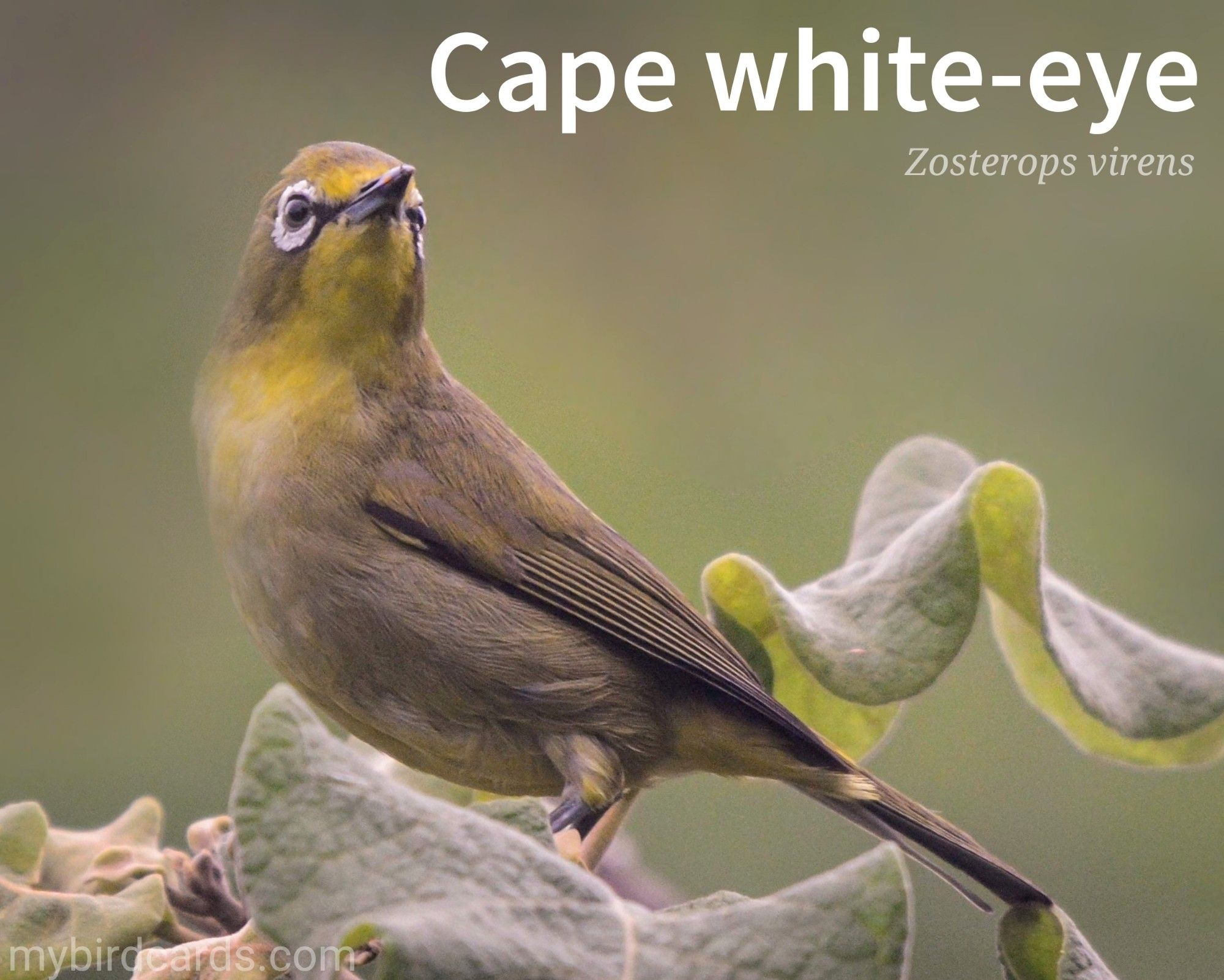 📷: Photo by ReneLehmkuhl via Pixabay 

Cape white-eye (Zosterops virens)

The Cape white-eye is a small, agile bird with a distinctive white ring around its eyes. Its upperparts are typically green, while its underparts are yellow or gray. These birds are highly social and can often be seen in large flocks. They are primarily insectivorous, but also consume nectar, fruit, and small seeds. Cape white-eyes are known for their cheerful chirps and trills, which they use to communicate with each other.

Conservation status: Least Concern (IUCN 3.1)

Distribution: South Africa, Botswana, Lesotho, Eswatini and Mozambique.

Class: Aves (Birds)
Order: Passeriformes (Perching birds)
Family: Zosteropidae (White-eyes)
Genus: Zosterops (Typical white-eyes)
Species: Z. virens

CC: OXSY