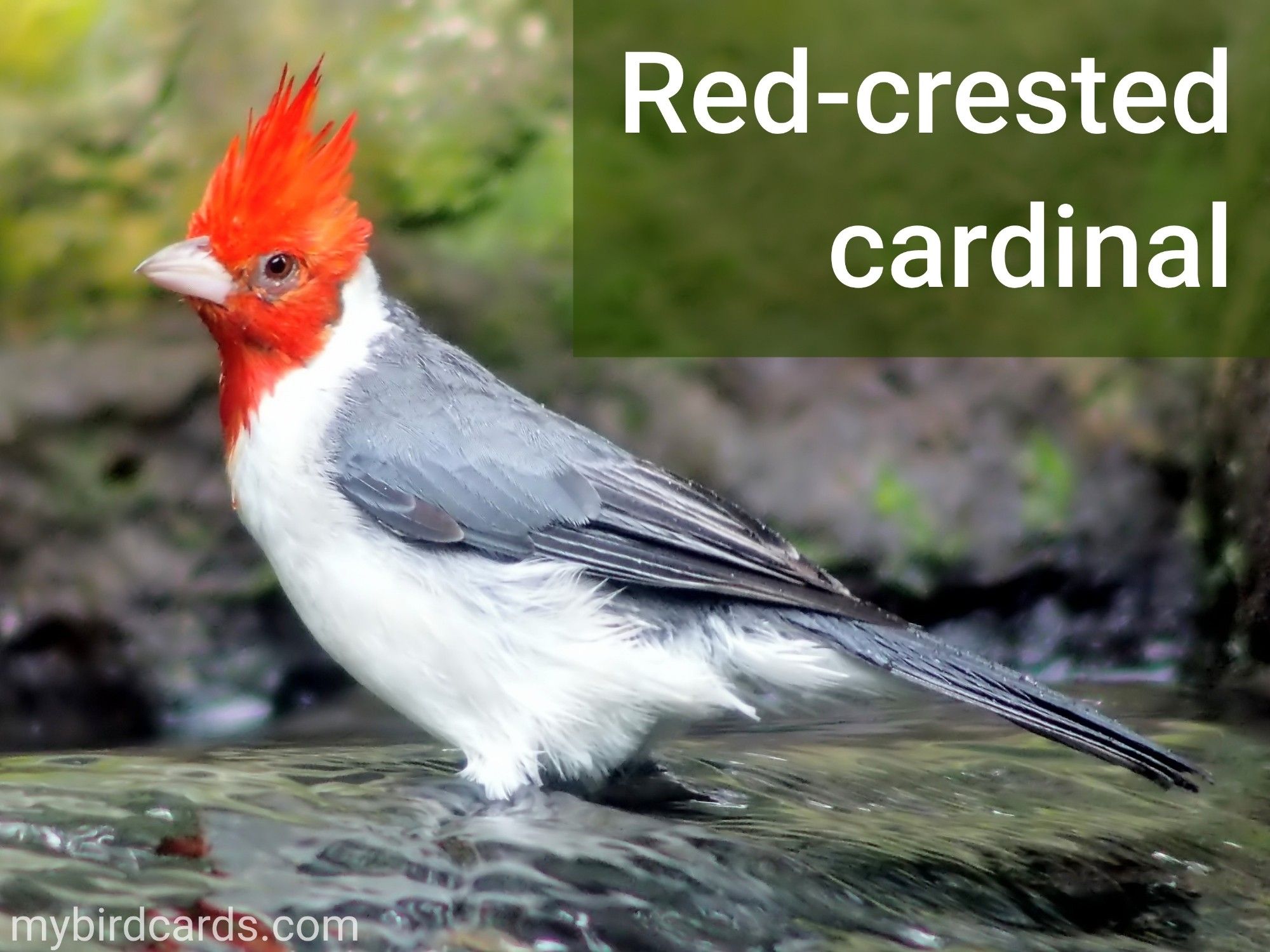 Red-crested cardinal or Brazilian cardinal (Paroaria coronata). Adult. Conservation status: Least Concern. CC: SRPV 📷: Photo by vinsky2002 via Pixabay 2018

The photo shows a small bird standing in a shallow stream. It has a red crest on its head, a red face and neck, a pink beak, and a white body. It's wings and tail are grey.