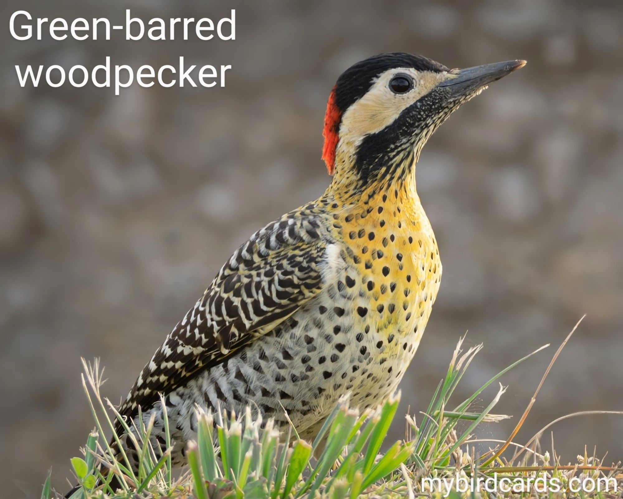 The Green-barred woodpecker (Colaptes melanochloros), also known as the Green-barred flicker, is a species of woodpecker found in Argentina, Bolivia, Brazil, Paraguay and Uruguay. It has a distinctive black and white striped face, a green back with black bars, and a beige belly. They are typically found in forested areas and feed on insects and fruits. Conservation status: Least Concern. CC: LCLN 📷: Photo by Beto_MdP @pixabay 2022