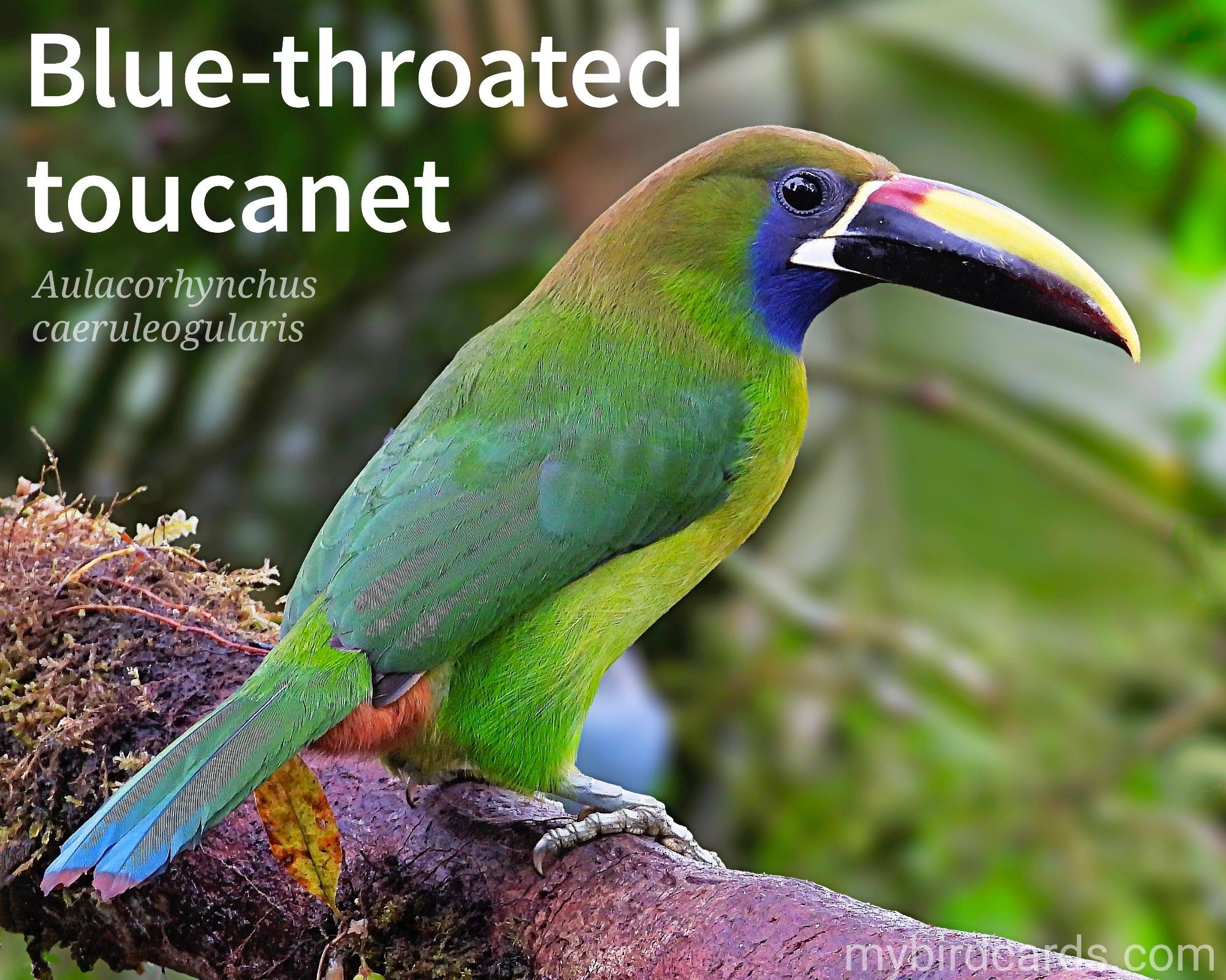 🌎 Blue-throated toucanet (Aulacorhynchus caeruleogularis) 

The Blue-throated Toucanet is a medium-sized toucan with a striking green plumage, a deep blue throat, and a large, multicolored bill. It is found in the cloud forests of Central America. These birds are social creatures, often seen in groups of up to 10 individuals. They are primarily frugivores, but also consume insects and small vertebrates. 

Conservation status: Least Concern (IUCN 3.1) 

Distribution: Costa Rica, Panama and far northwestern Colombia.

Class: Aves (Birds)
Order: Piciformes
Family: Ramphastidae (Toucans)
Genus: Aulacorhynchus (Green toucanets)
Species: A. caeruleogularis

CC: UUIH

📷: Photo by McamposCR via Pixabay