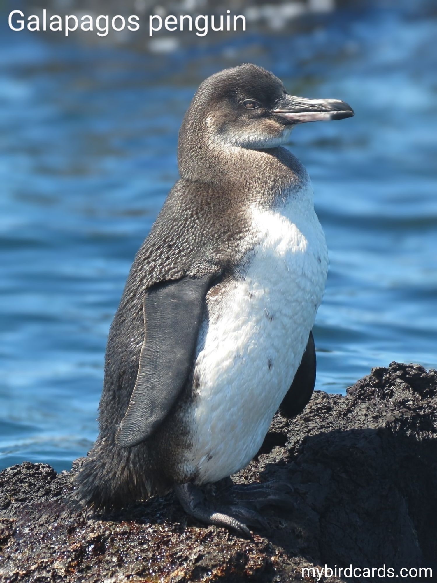 The Galapagos penguin (Spheniscus mendiculus) is a small penguin species found exclusively in the Galapagos Islands. It is the only penguin species that lives north of the equator. These penguins have a distinct appearance with a black head, back, and wings, and a white belly. They have a stocky build and stand about 48 cm (19 in) tall. Galapagos penguins are well adapted to their warm habitat, with specialized features like a reduced body size, heat-resistant feathers, and the ability to pant to cool off. They primarily feed on fish and are known for their unique swimming and diving abilities. Due to their limited range and vulnerability to climate change, Galapagos penguins are classified as endangered. Conservation status: Endangered. CC: QWKV 📷: Photo by peterstuartmill via Pixabay 2014