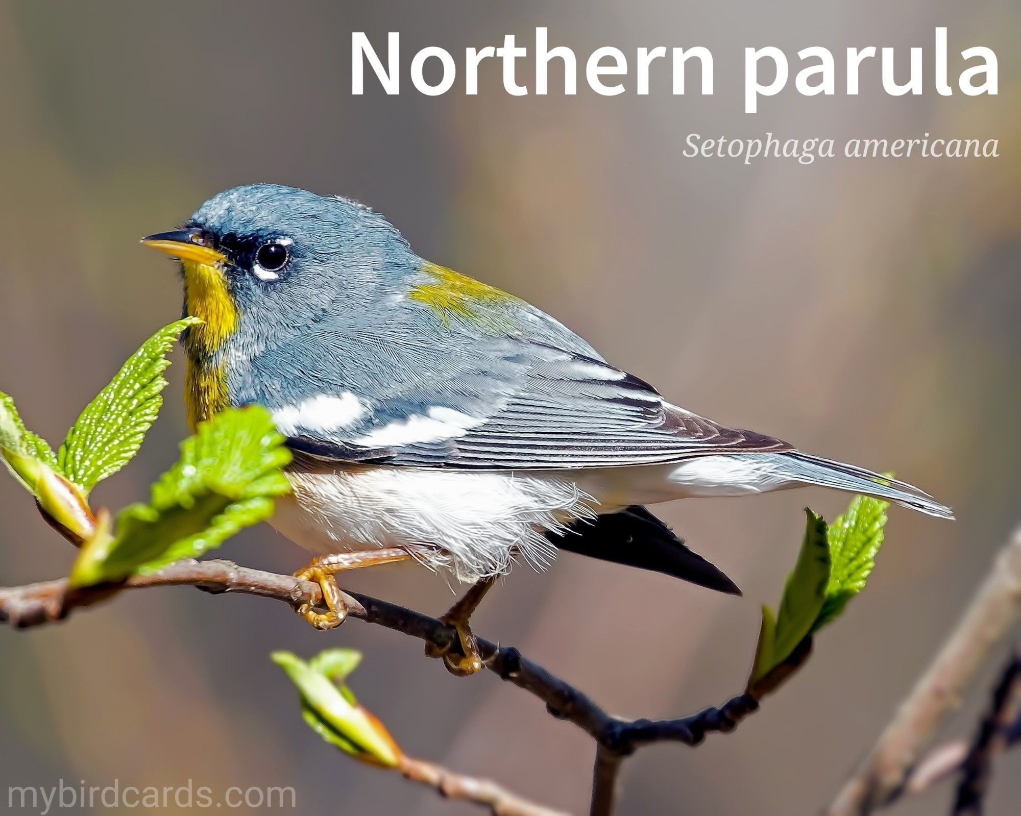 📷: Northern parula (Setophaga americana) by Canadian-Nature-Visions via Pixabay 2022

The photo shows a small, active (adult male) warbler. They have blue-gray heads and backs, often with a greenish patch. Their throats and breasts are yellow, and males have a greyish-blue band across their chests. Both males and females have distinctive white eye crescents.

Conservation status: Least Concern (IUCN 3.1)

Distribution: Eastern North America from southern Canada to Florida. A migratory bird, it winters in southern Florida, northern Central America, the West Indies and most of the Lesser Antilles. 

Class: Aves
Order: Passeriformes
Family: Parulidae
Genus: Setophaga 
Species: S. americana

CC: BIWM