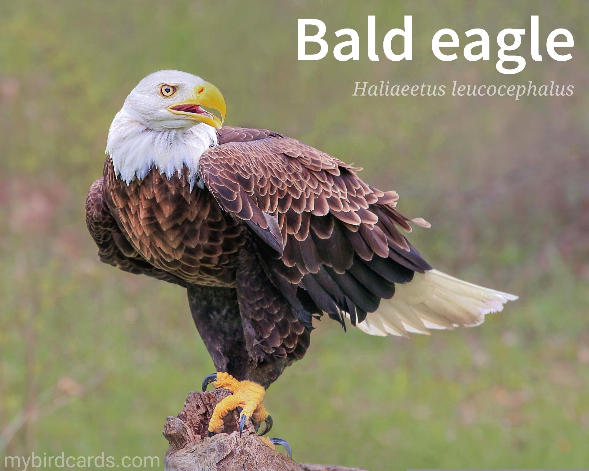 📷: Photo by c0untrygirl via Pixabay 

Bald eagle (Haliaeetus leucocephalus) 

The Bald eagle is a majestic raptor known for its distinctive white head and tail, contrasting with its dark brown body. With a powerful build and a wingspan of up to 2 metres (7 feet), it's a formidable predator. Bald eagles are often seen soaring high above, scanning the landscape for prey. Their diet primarily consists of fish, but they also consume birds, small mammals, and carrion. These eagles are known for their impressive aerial skills, diving from great heights to snatch their prey with their sharp talons.

Conservation status: Least Concern (IUCN 3.1)

Distribution: Extensive, found throughout most of North America. 

Class: Aves (Birds)
Order: Accipitriformes
Family: Accipitridae
Genus: Haliaeetus
Species: H. leucocephalus

CC: ZYOD