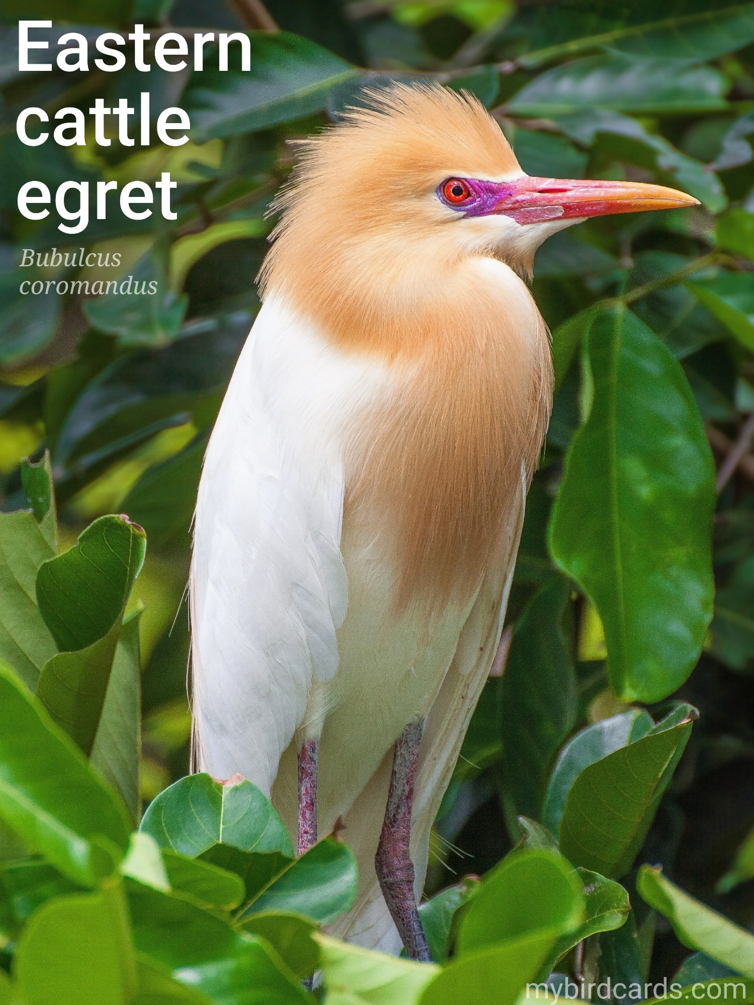 Eastern cattle egret (Bubulcus coromandus). Adult. Distribution: Southern and eastern Asia, and Australasia. Conservation status: Least Concern. CC: NXKP 📷: Photo by innokurnia via Pixabay 2019

Country distribution: 
Pakistan, India, Sri Lanka, Maldives, Nepal, Bangladesh, China, South Korea, Japan, Cambodia, Laos, Vietnam, Myanmar, Thailand, Nicobar and Andaman Islands, Indonesia, Australia (To be completed)

The photo shows a small white heron in breeding plumage. During this season they sprout long, buff-orange plumes on their head, neck, and chest, with some colour reaching their cheeks and throat.