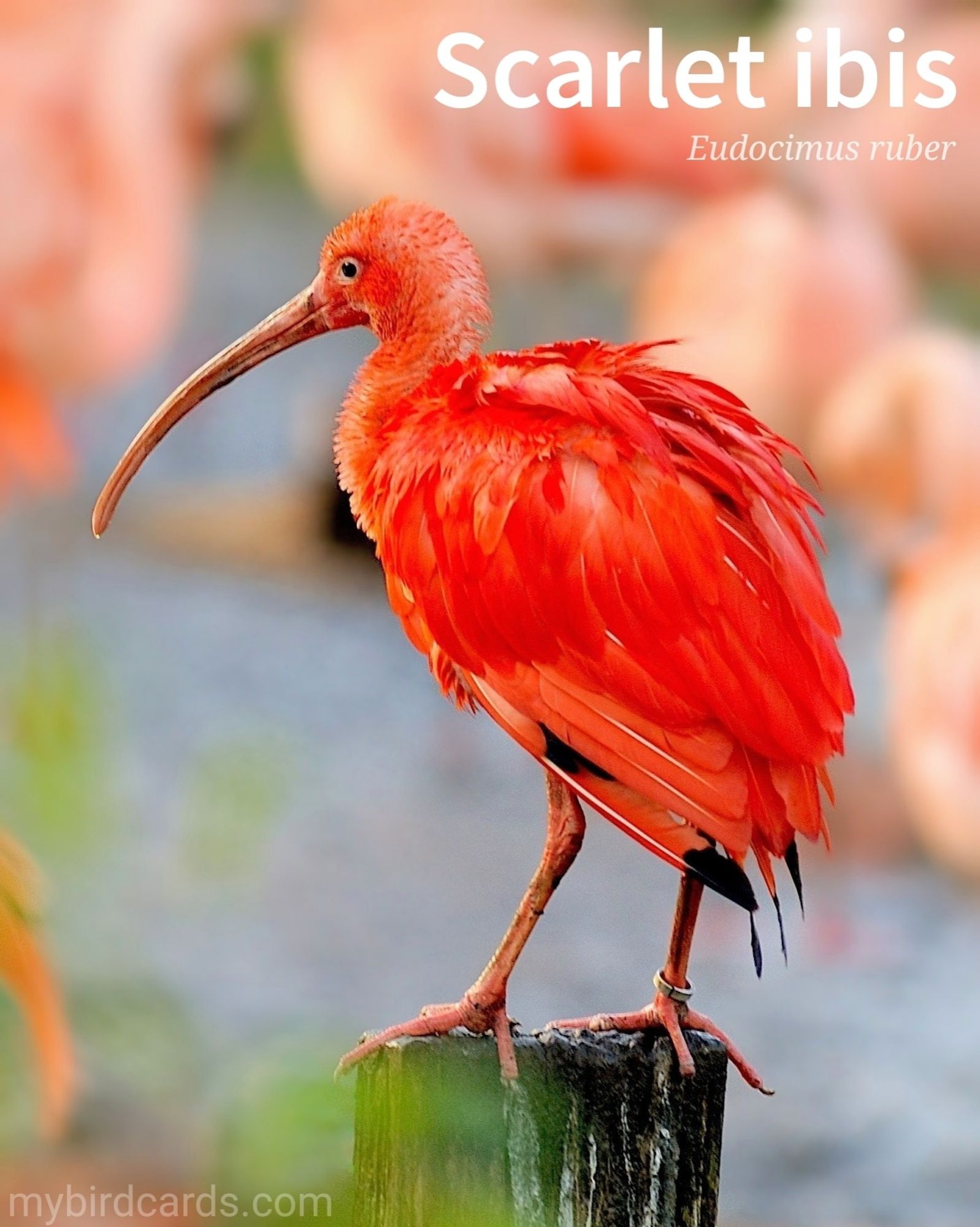 🌎 Scarlet ibis (Eudocimus ruber) 

The Scarlet ibis is a striking bird known for its vibrant red plumage. It has a long, curved bill and long legs, allowing it to wade through shallow water. Scarlet ibises are found frequenting wetland habitats in South America and parts of the Caribbean. They feed on small aquatic creatures and have a unique diet that includes crustaceans. These beautiful birds often gather in large flocks, creating a stunning sight against their natural surroundings. 

Conservation status: Least Concern (IUCN 3.1)

Distribution: Large areas of South America and the Caribbean islands.

Class: Aves (Birds)
Order: Pelecaniformes
Family: Threskiornithidae (Ibises and Spoonbills)
Genus: Eudocimus
Species: E. ruber

CC: ZGTI

📷: Photo by NicoVermylen via Pixabay