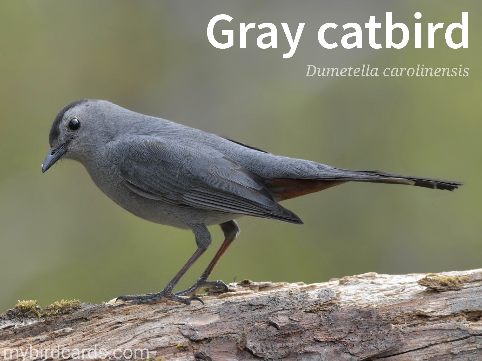 📷: Photo by JackBulmer via Pixabay 

Gray catbird (Dumetella carolinensis)

The Gray catbird, also spelled Grey catbird, is a small, plump bird with a distinctive gray plumage, a black cap, and a rusty undertail. They are often found skulking in dense undergrowth, making them difficult to spot. Their behavior is characterized by their elusive nature and their ability to mimic a variety of sounds, including the mews of a cat and the calls of other birds. They are known for their playful antics, often flicking their tails and ruffling their feathers.

Conservation status: Least Concern (IUCN 3.1)

Distribution: Most of temperate North America east of the Rocky Mountains. During winter they migrate to the southeastern United States, Mexico, Central America, and the Caribbean.

Class: Aves (Birds)
Order: Passeriformes (Passerines) Perching birds
Family: Mimidae (Mimids) Thrashers, Mockingbirds, Tremblers, New World catbirds
Genus: Dumetella
Species: D. carolinensis

CC: OXBR