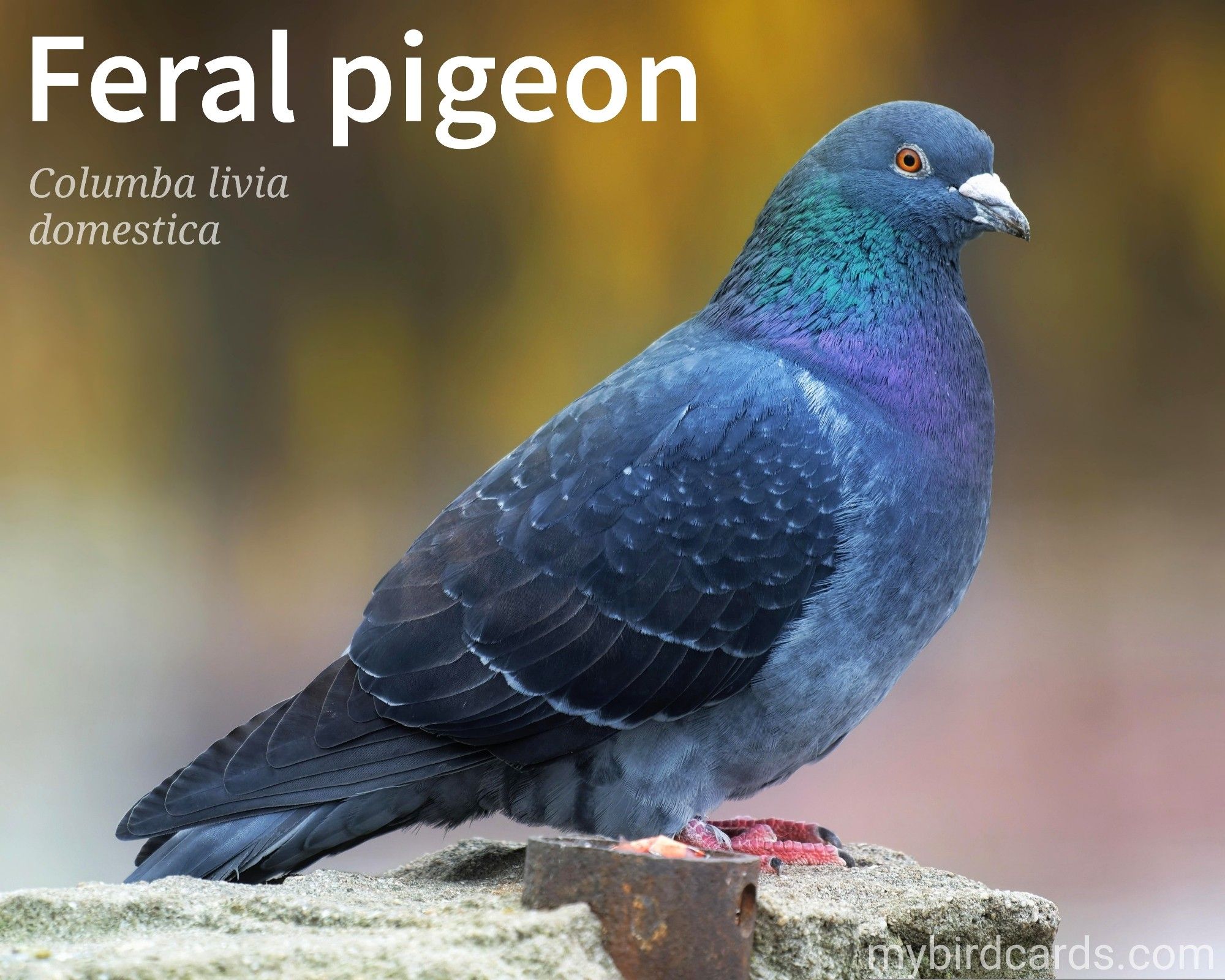 📷: Feral pigeon by Surprising_SnapShots via Pixabay 2021

The Feral pigeon, also known as City dove, City pigeon, or Street pigeon (Columba livia domestica or Columba livia forma urbana) is a plump bird with a round body and a small head. It has a short, stout beak and strong feet with three toes in front and one in the back. Its feathers are a varied mix of gray, brown, blue, green and white. 

Conservation status: Unlisted 

Distribution: Worldwide, excepting Antarctica.

Class: Aves (Birds)
Order: Columbiformes (Doves and pigeons)
Family: Columbidae
Genus: Columba
Species: C. livia domestica or C. livia forma urbana

CC: BMOQ