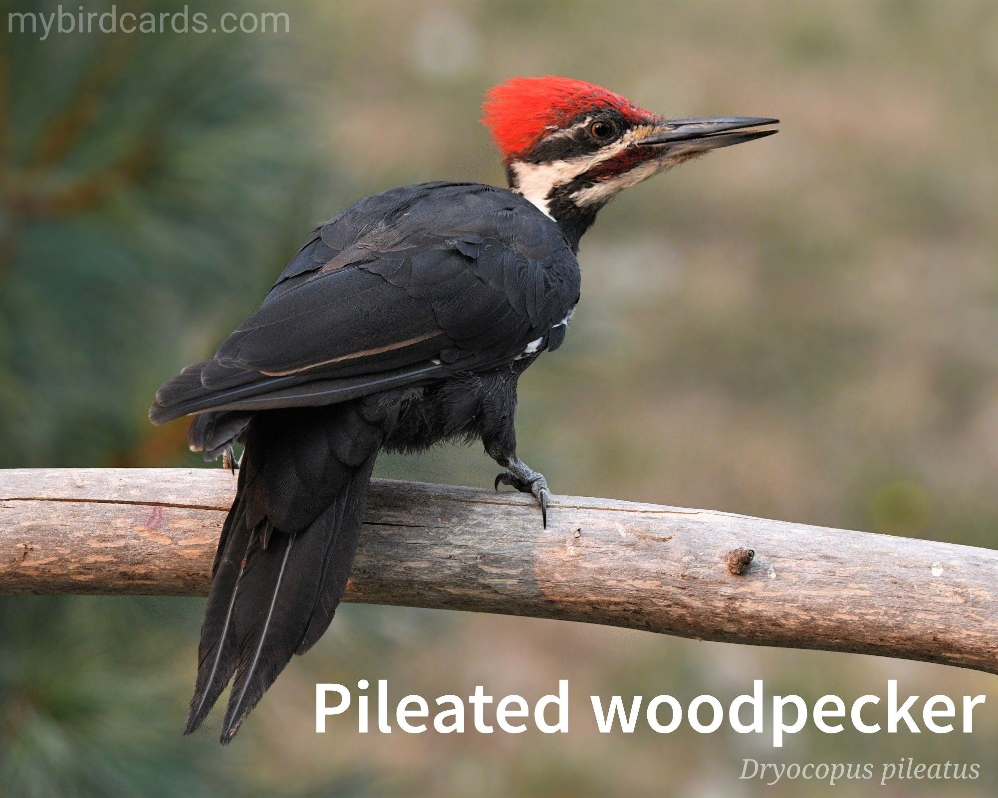 📷: Pileated woodpecker (Dryocopus pileatus) by Veronika_Andrews via Pixabay 2022

The photo shows a large, striking woodpecker with a black body, a bold red crest, and white stripes on its face and neck. Its long, chisel-like bill is used to drill holes in trees, where it searches for insects. Males (pictured) have red on their cheek stripes.

Conservation status: Least Concern (IUCN 3.1)

Distribution: Found in forested areas across Canada, the eastern United States, and parts of the Pacific Coast.

Class: Aves (Birds)
Order: Piciformes
Family: Picidae (Woodpeckers) 
Genus: Dryocopus 
Species: D. pileatus

CC: ABJP